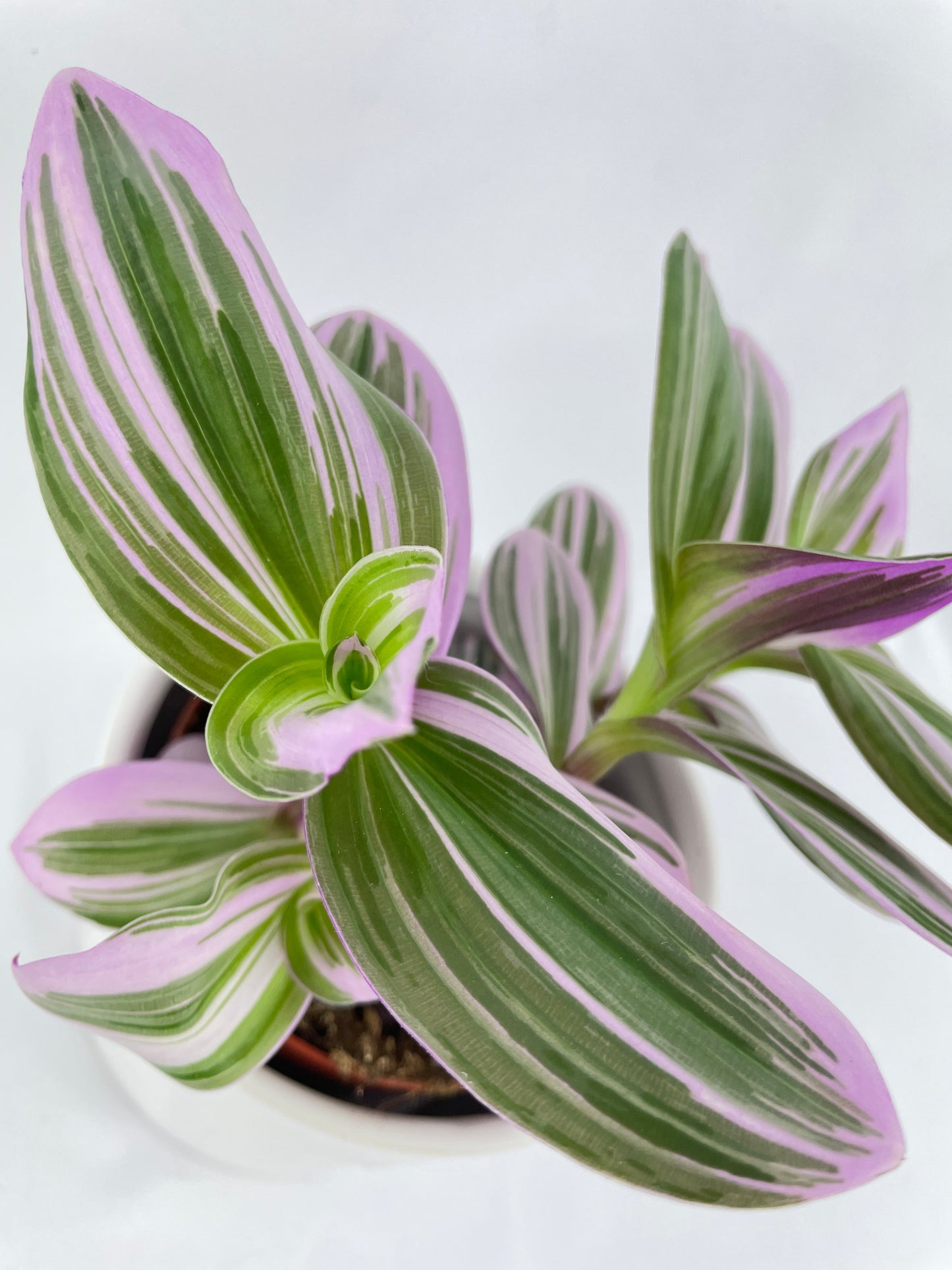 Tradescantia Bubblegum Lilac by Bumble Plants