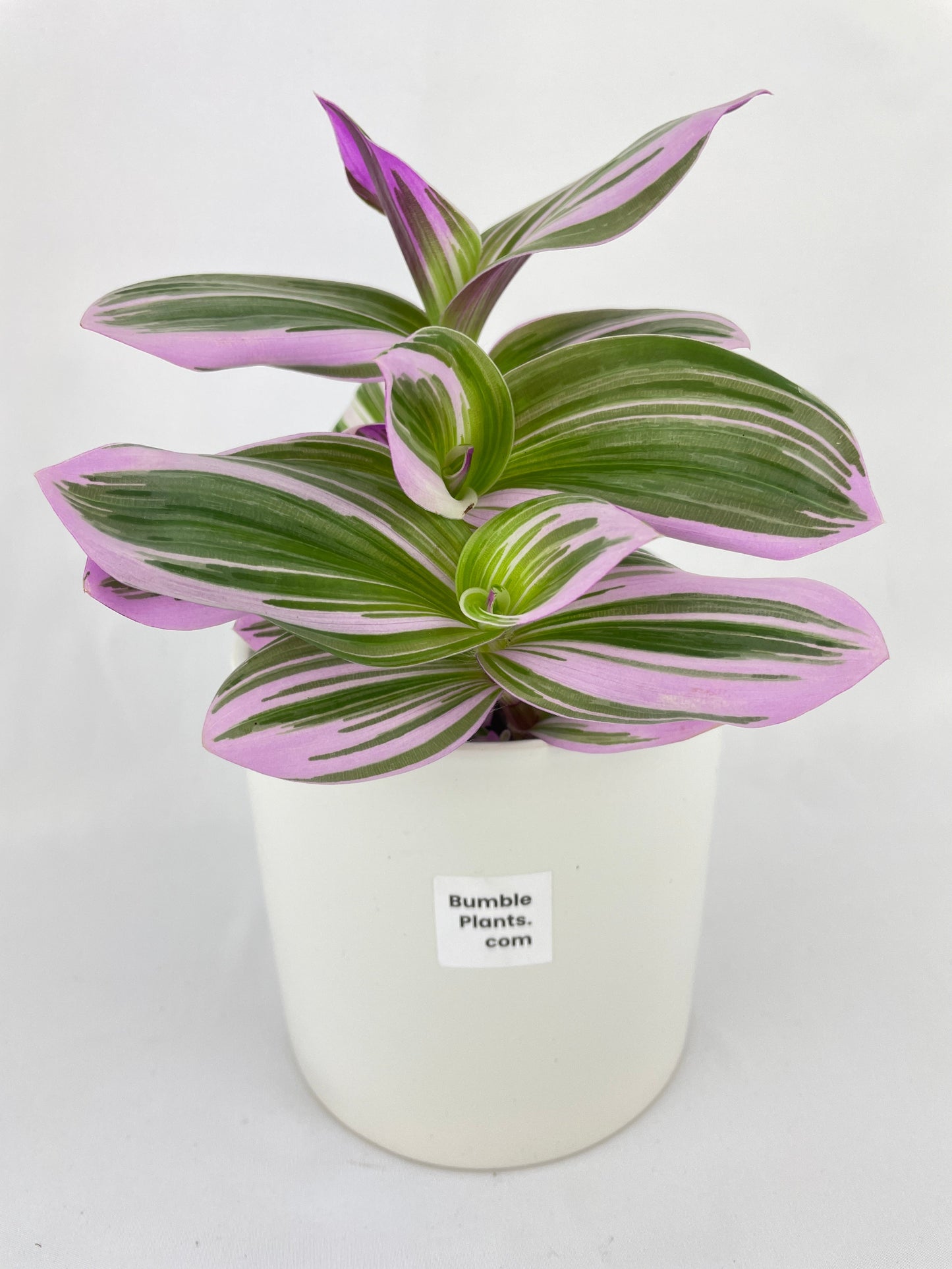 Tradescantia Bubblegum Lilac by Bumble Plants