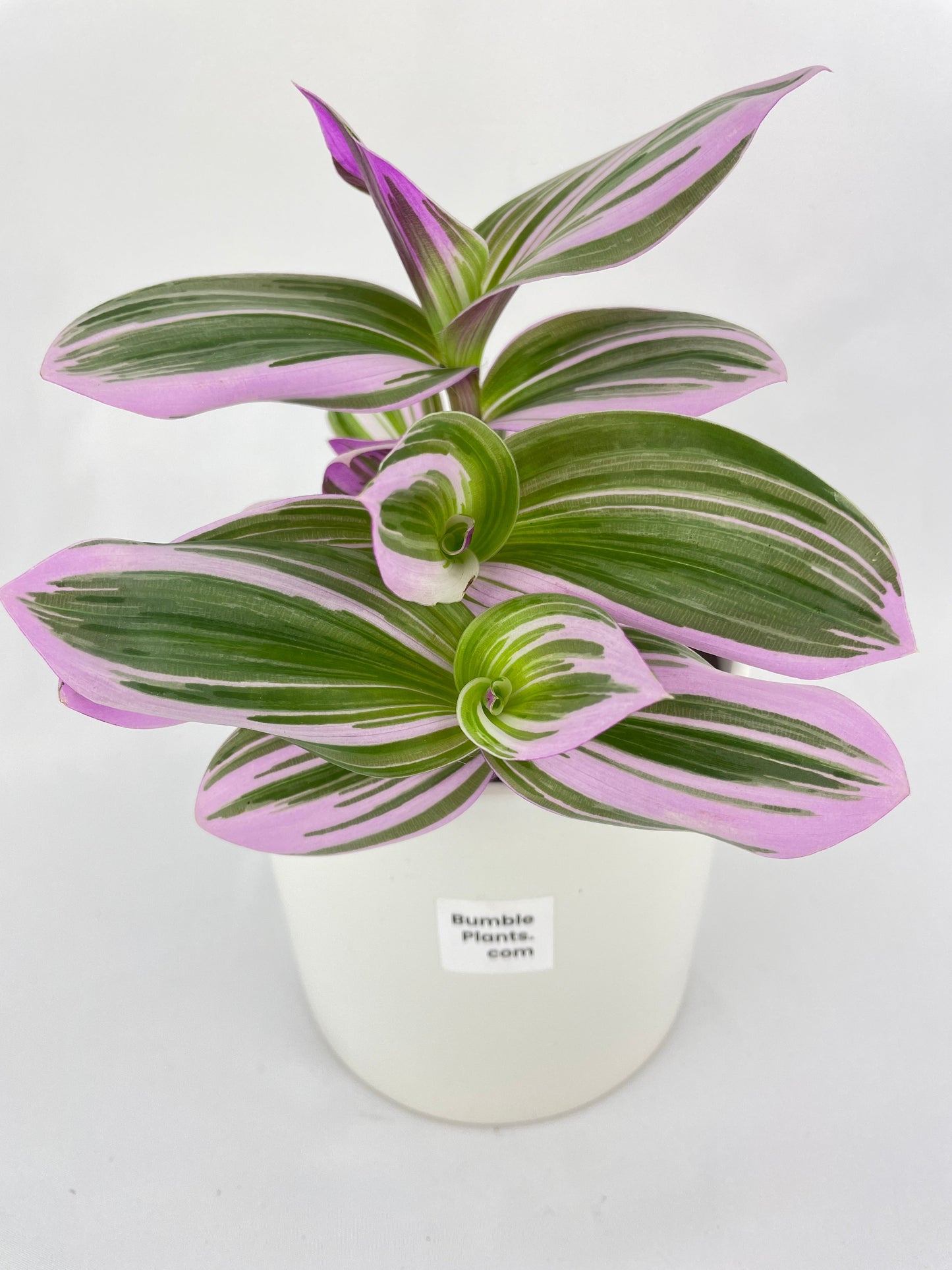 Tradescantia Bubblegum Lilac by Bumble Plants