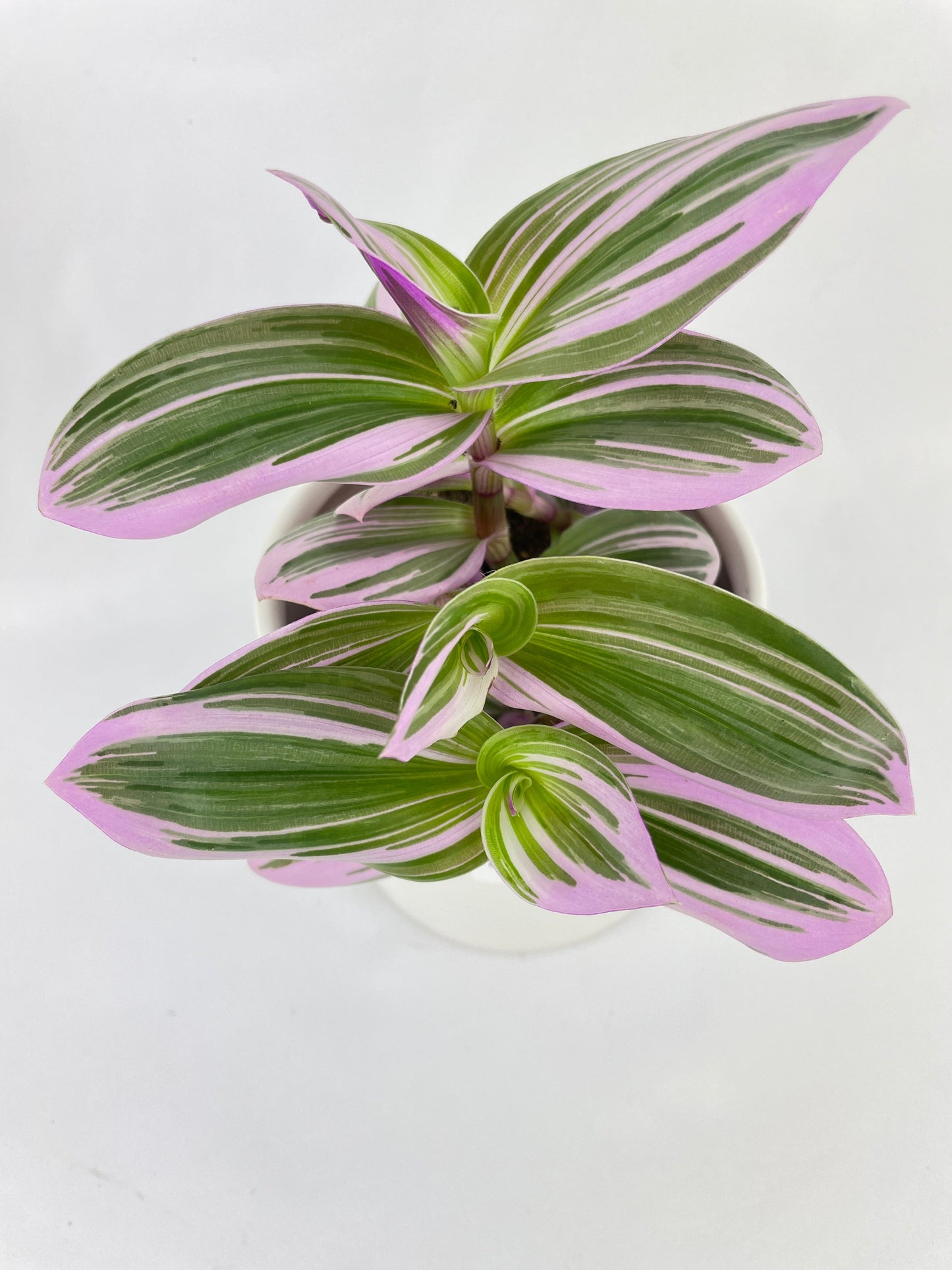 Tradescantia Bubblegum Lilac by Bumble Plants