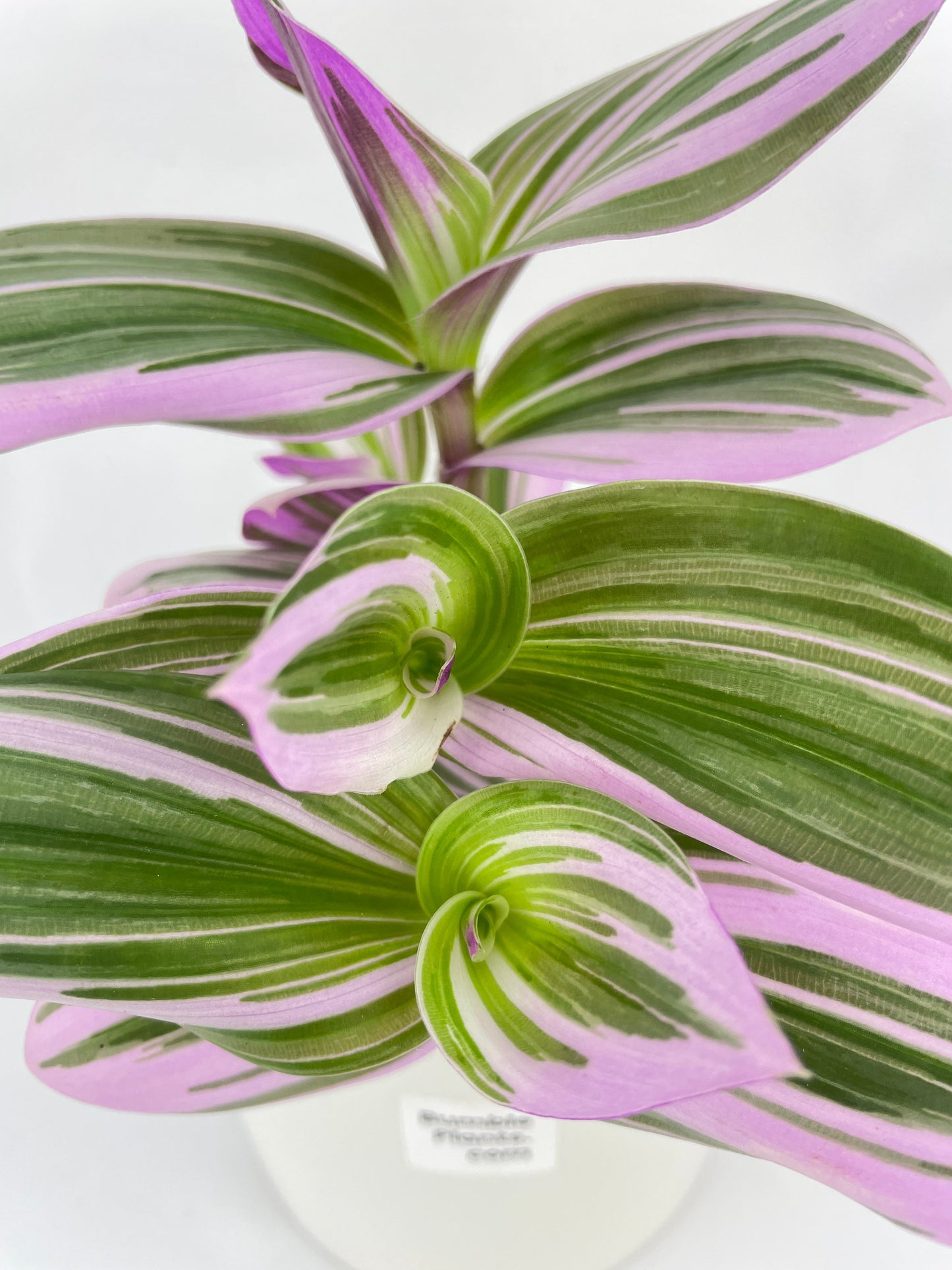 Tradescantia Bubblegum Lilac by Bumble Plants