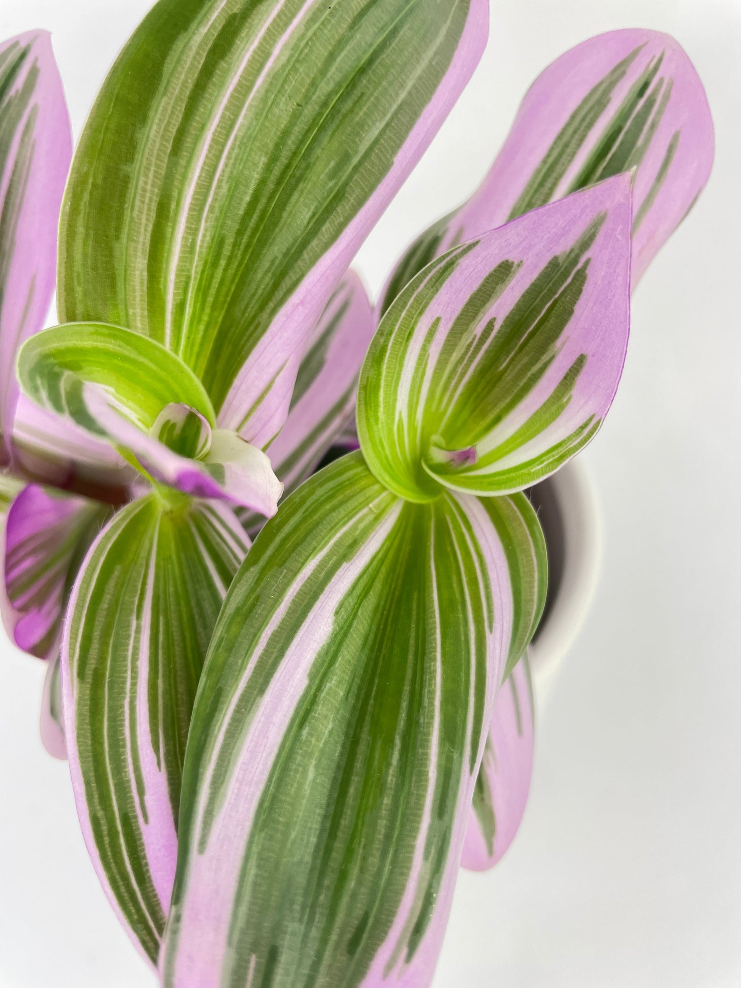 Tradescantia Bubblegum Lilac by Bumble Plants