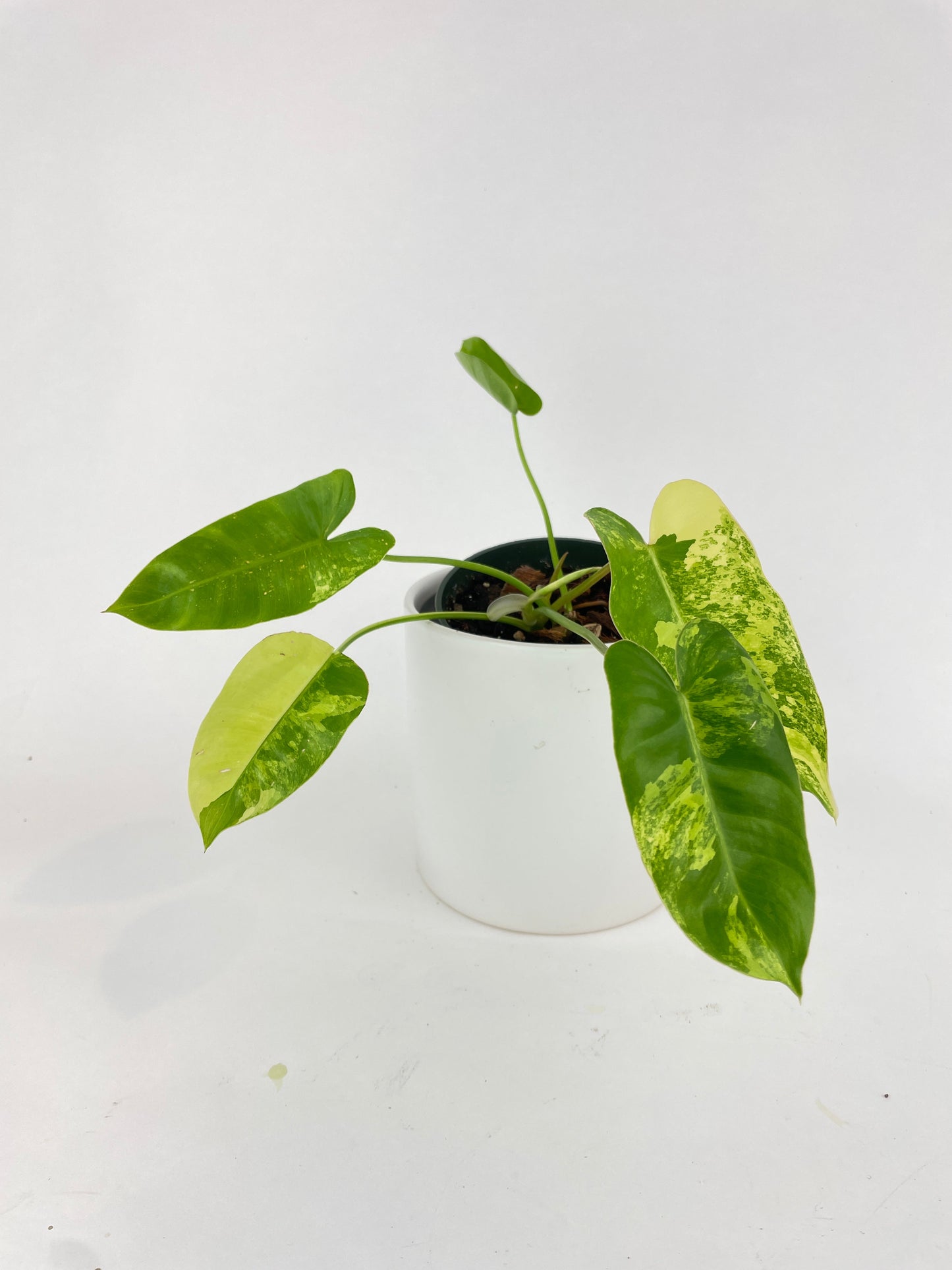 Variegated Philodendron Burle Marx by Bumble Plants