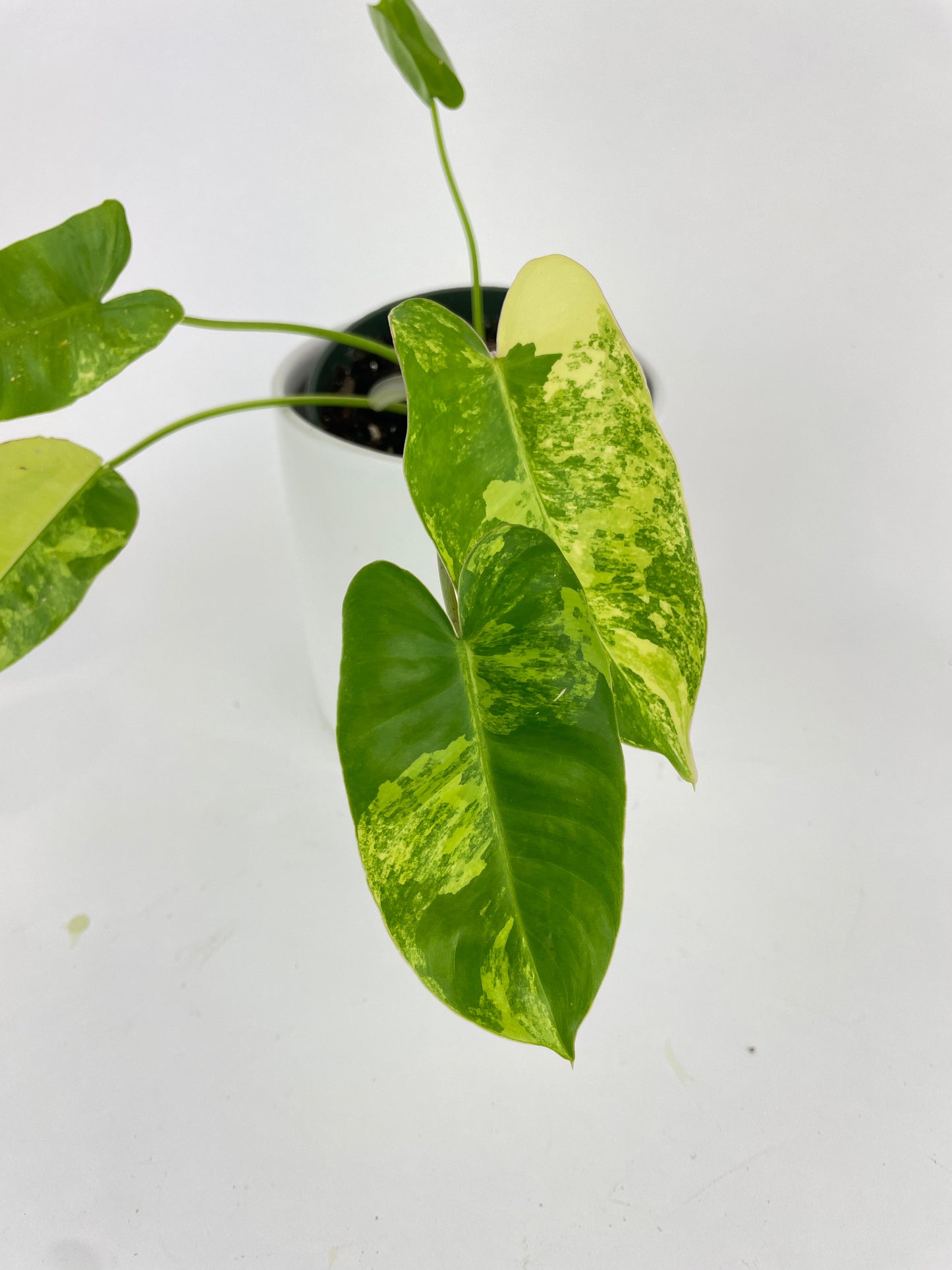 Variegated Philodendron Burle Marx by Bumble Plants