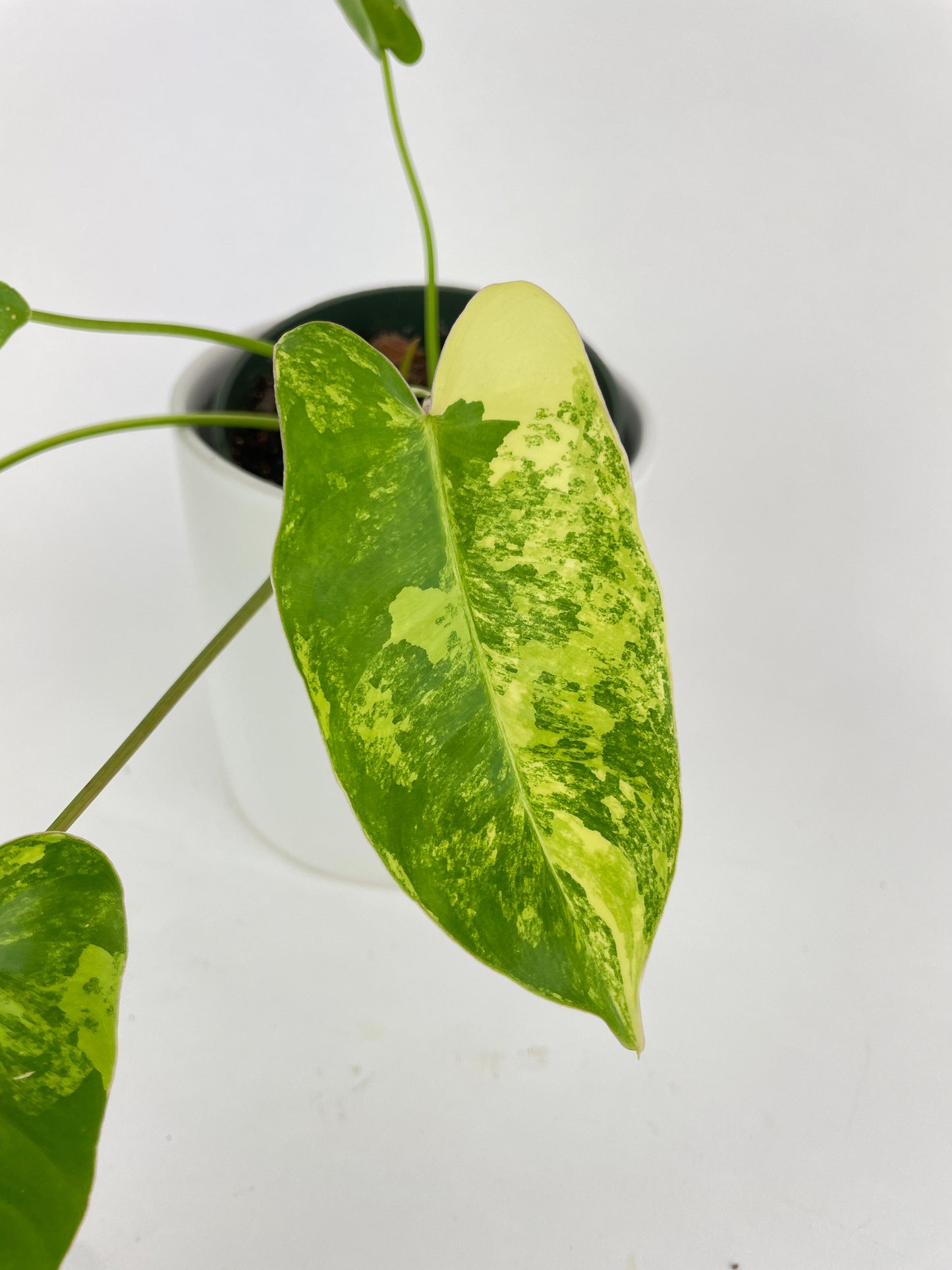 Variegated Philodendron Burle Marx by Bumble Plants