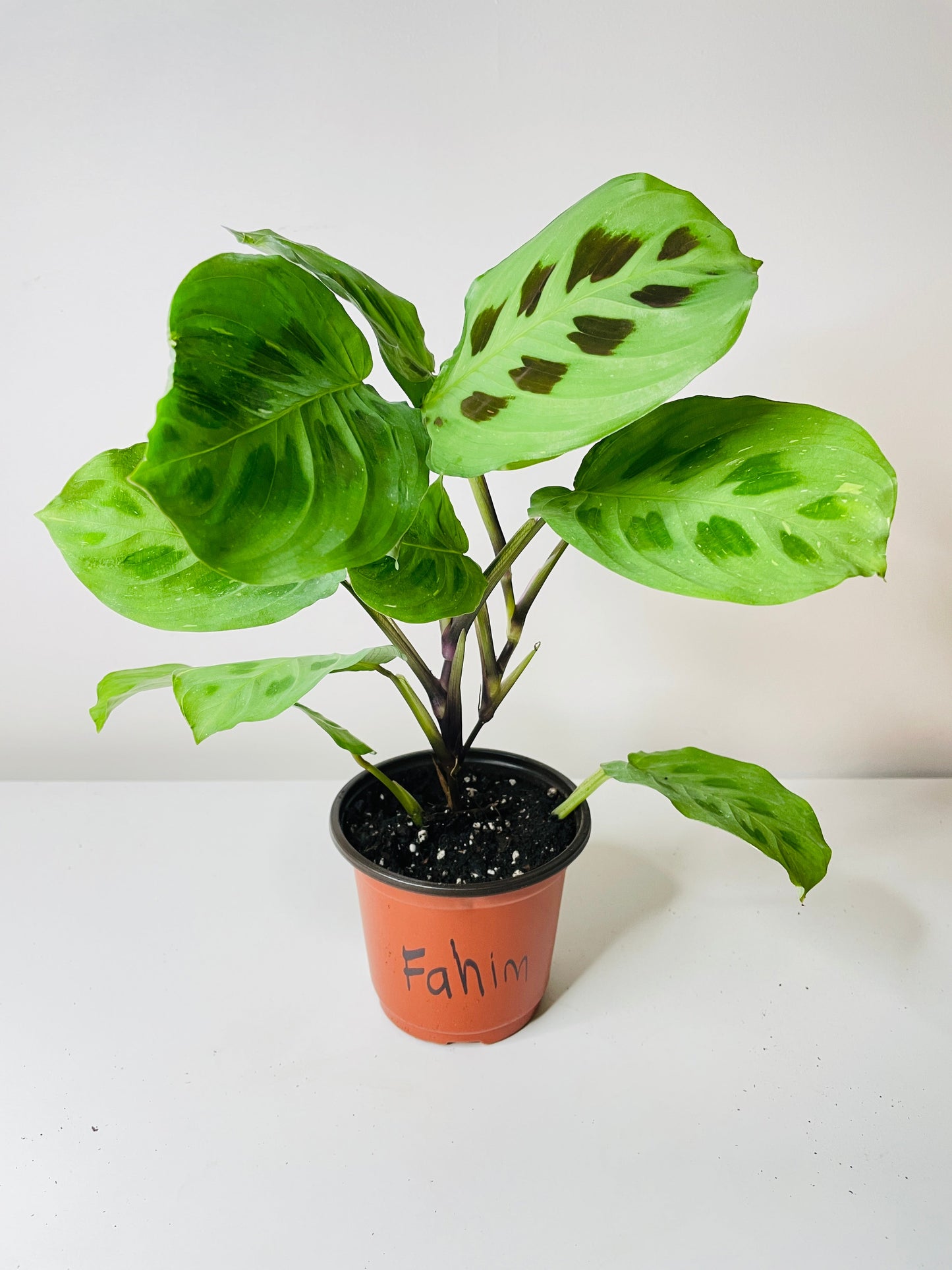 Variegated Maranta Leuconeura Kerchoveana by Bumble Plants