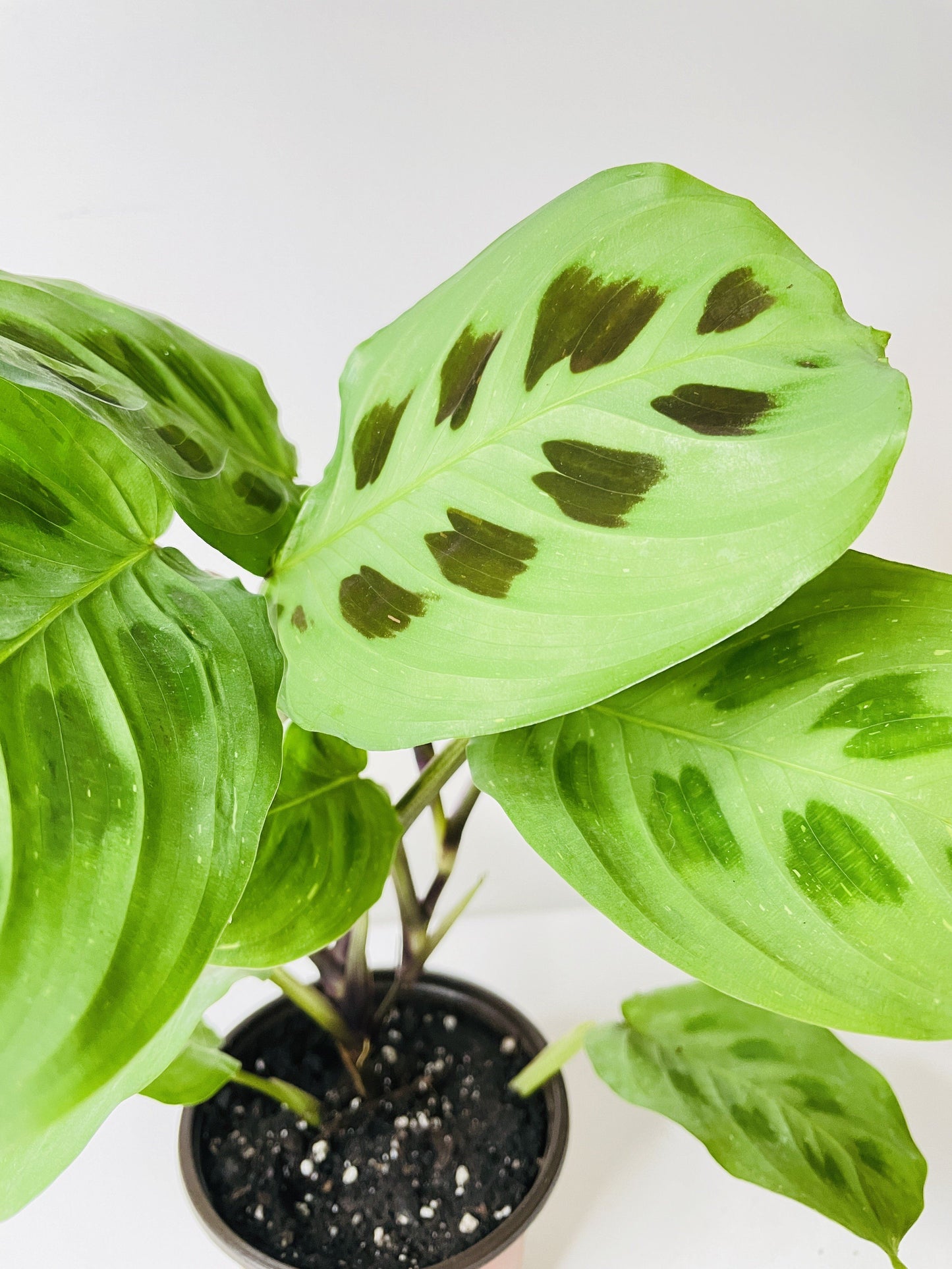 Variegated Maranta Leuconeura Kerchoveana by Bumble Plants