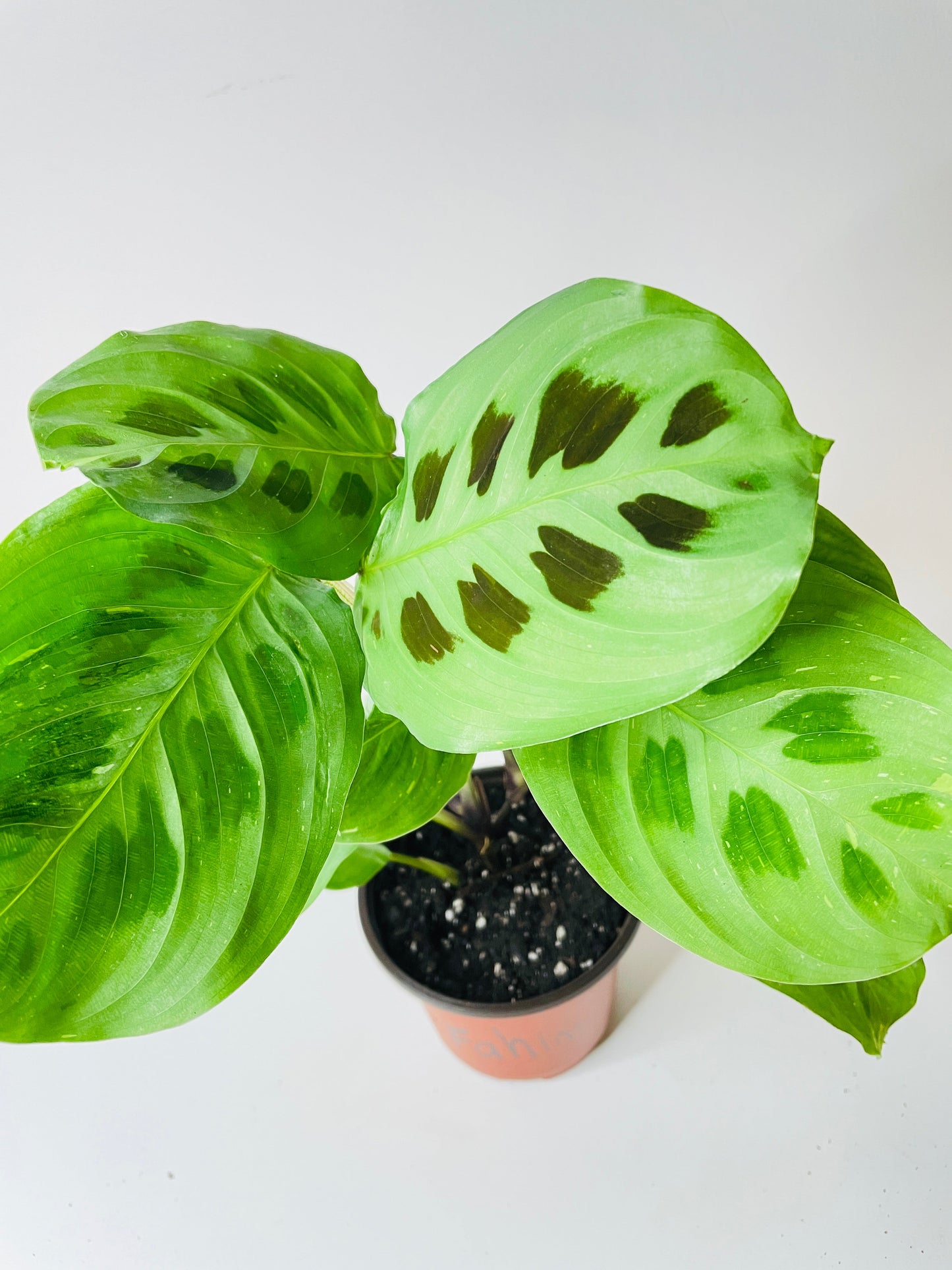 Variegated Maranta Leuconeura Kerchoveana by Bumble Plants