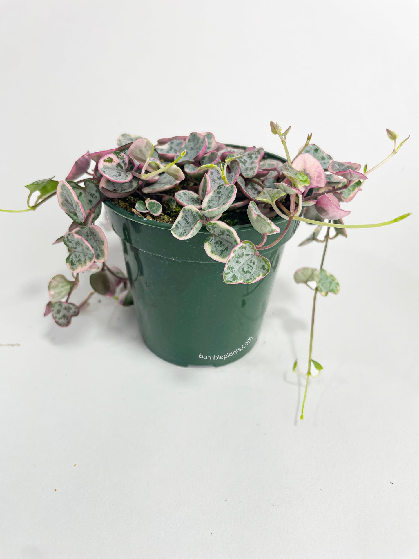 Variegated String of Hearts Succulent Hanging Pot by Bumble Plants