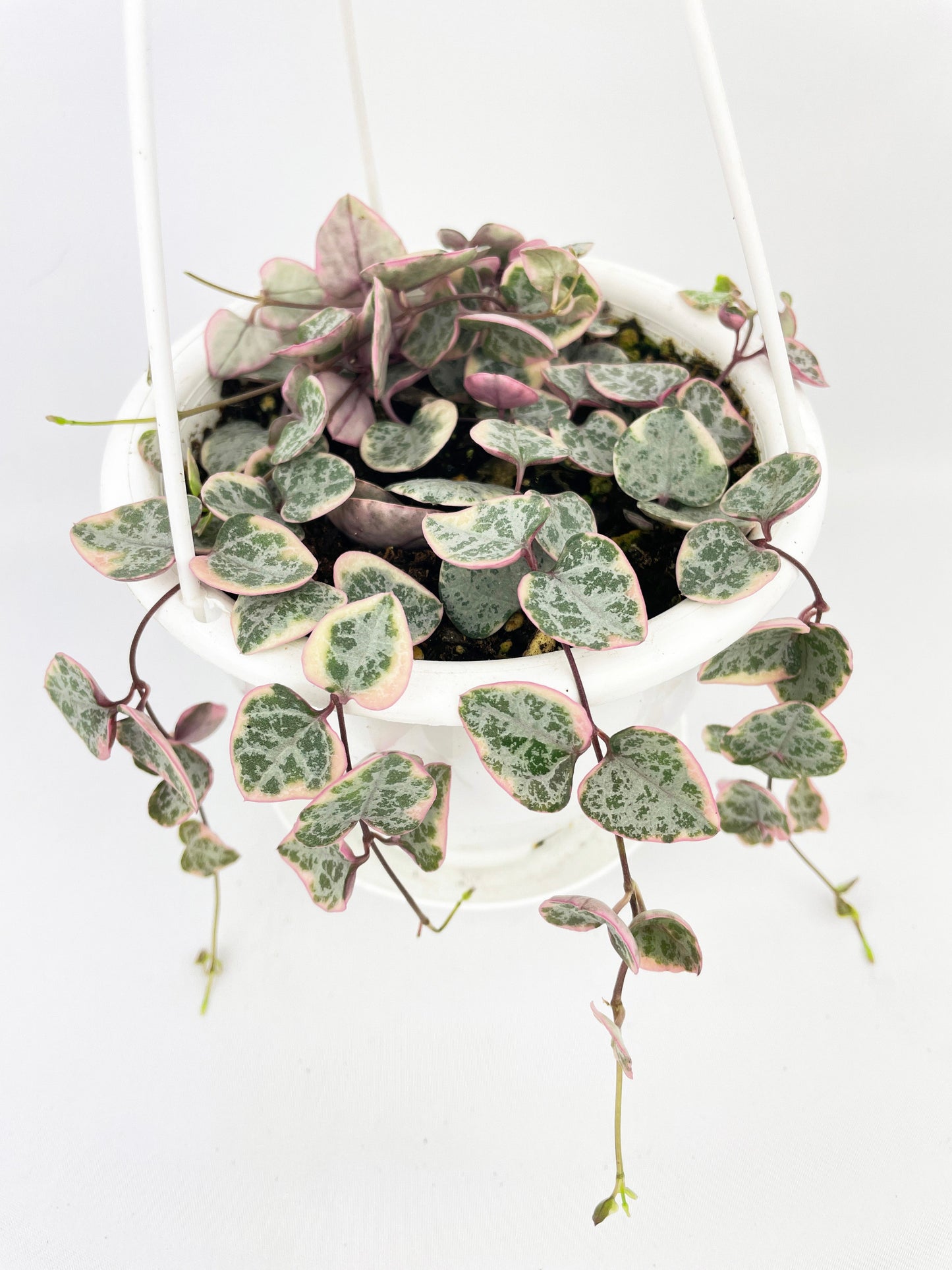 Variegated String of Hearts Succulent Hanging Pot by Bumble Plants