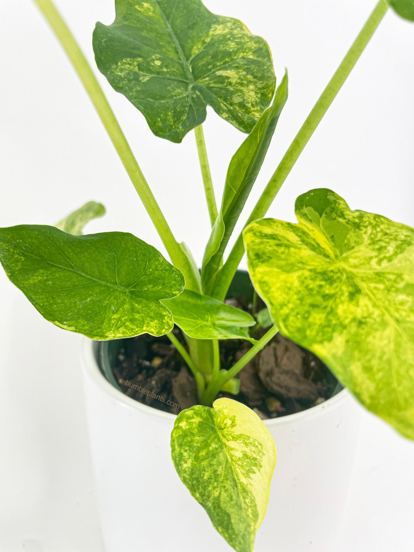 Variegated Alocasia Gageana Aurea by Bumble Plants