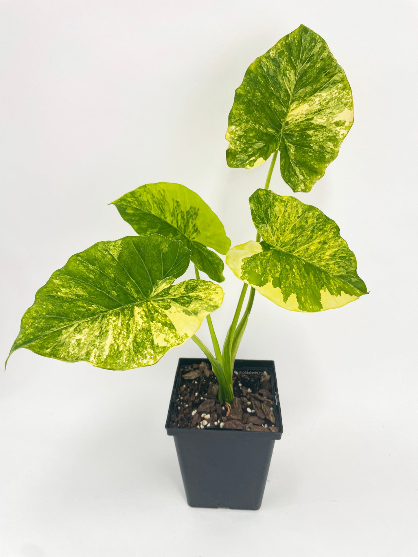 Variegated Alocasia Gageana Aurea by Bumble Plants