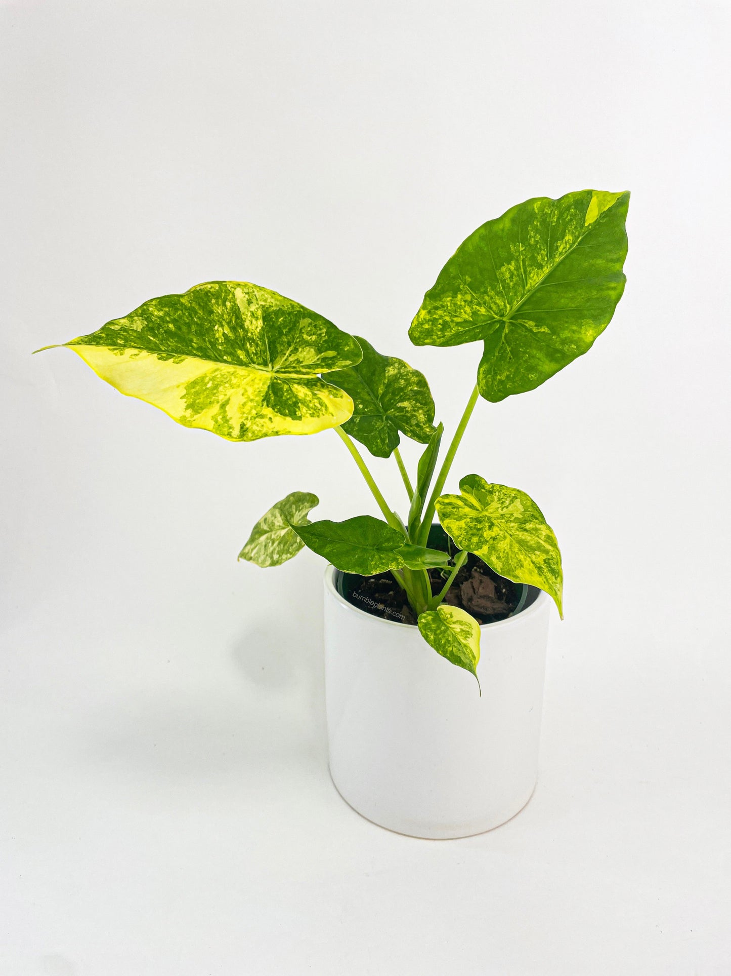 Variegated Alocasia Gageana Aurea by Bumble Plants