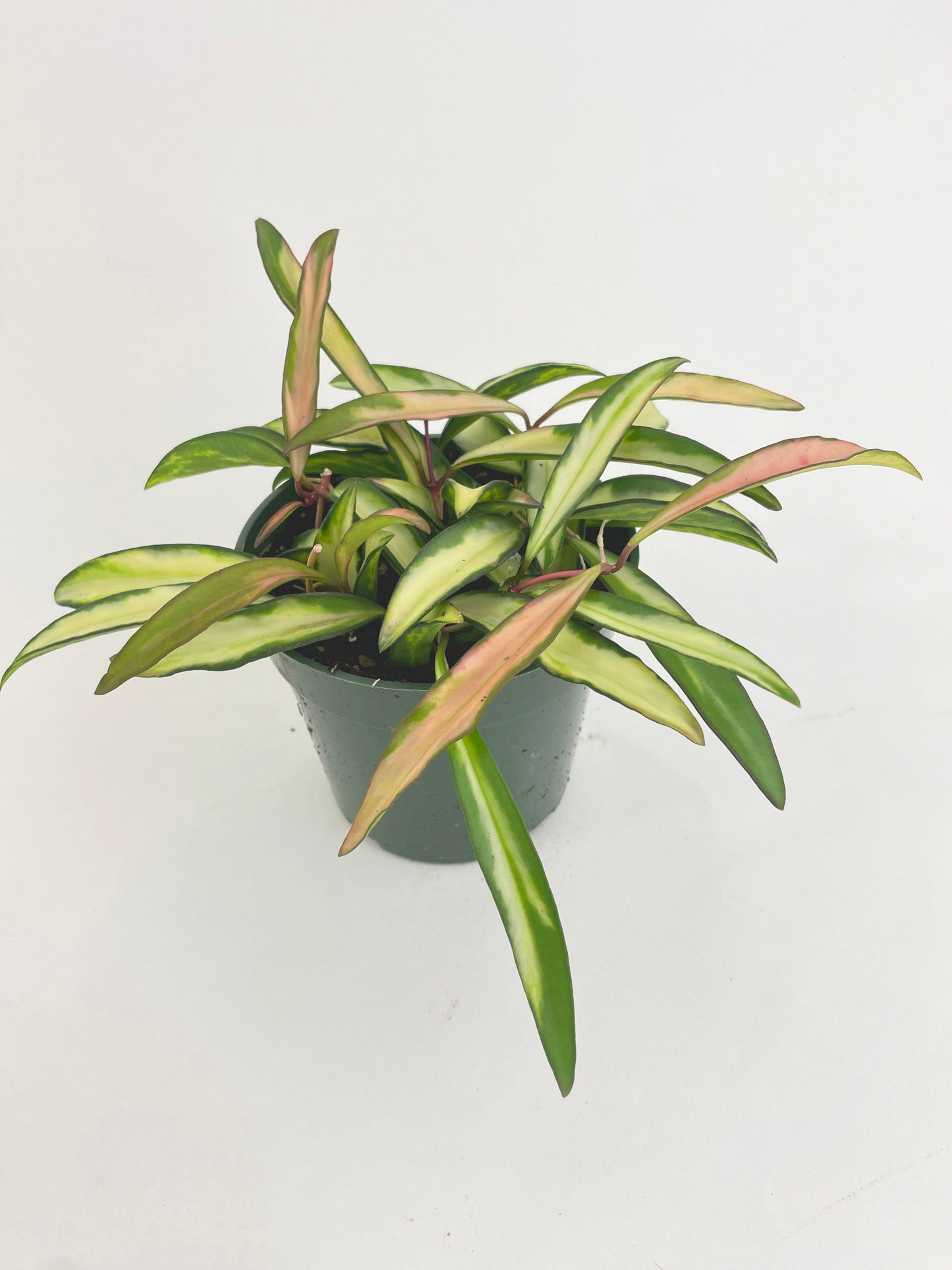 Variegated Hoya Wayetii by Bumble Plants