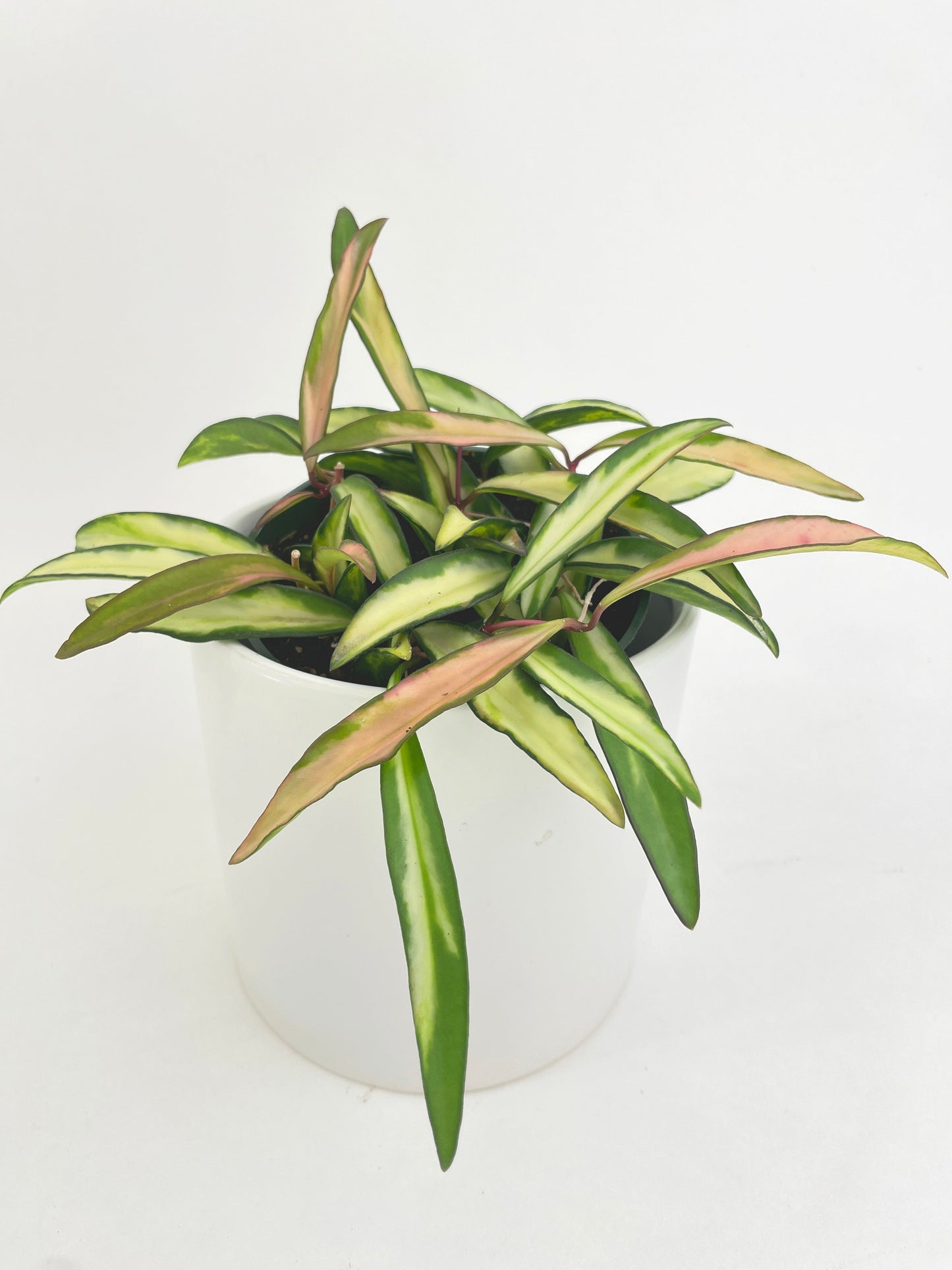 Variegated Hoya Wayetii by Bumble Plants