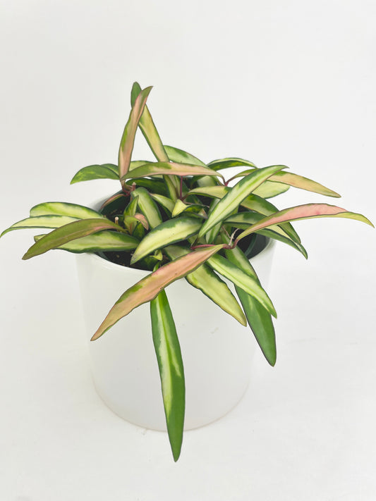 Variegated Hoya Wayetii by Bumble Plants