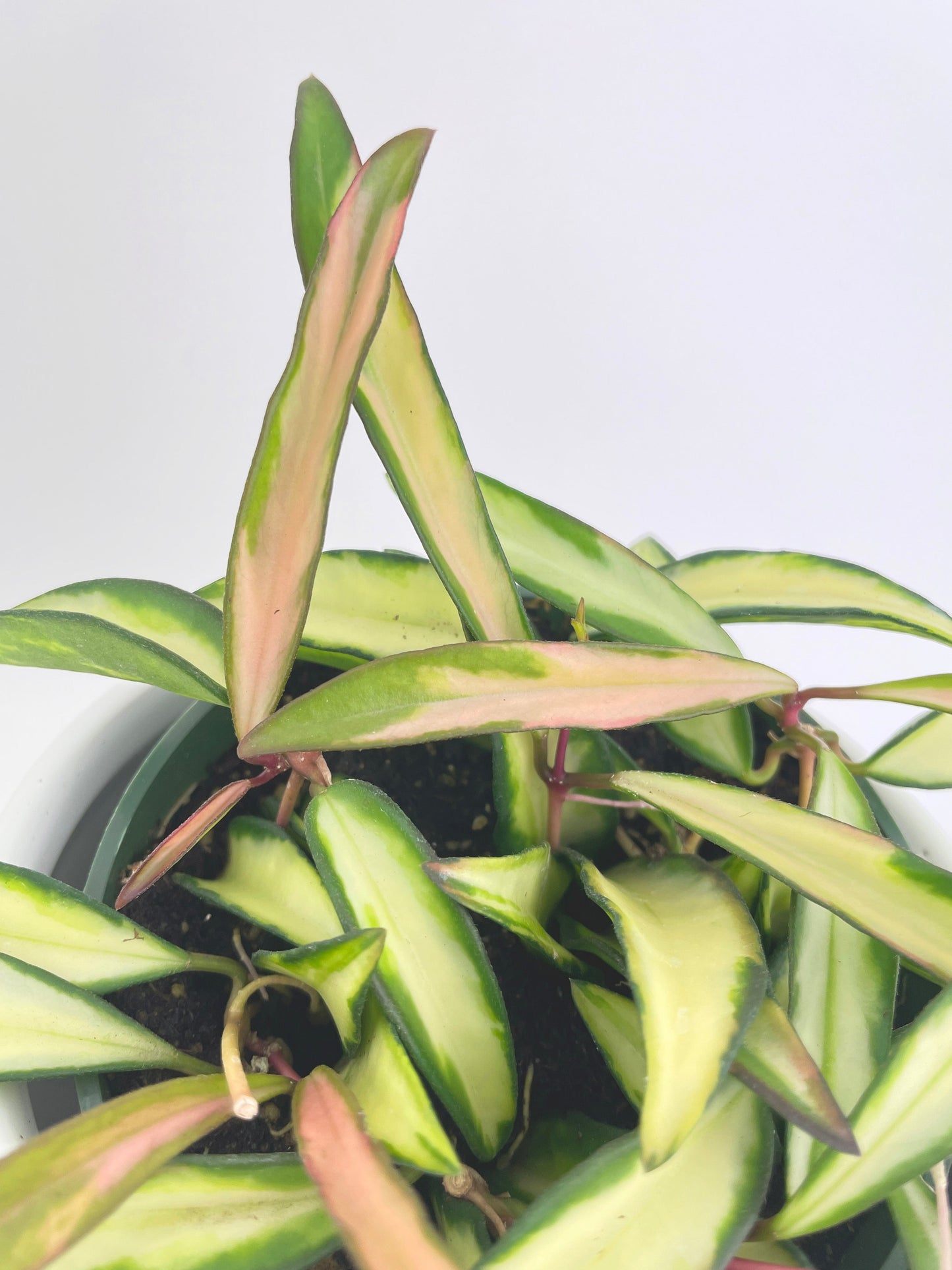 Variegated Hoya Wayetii by Bumble Plants