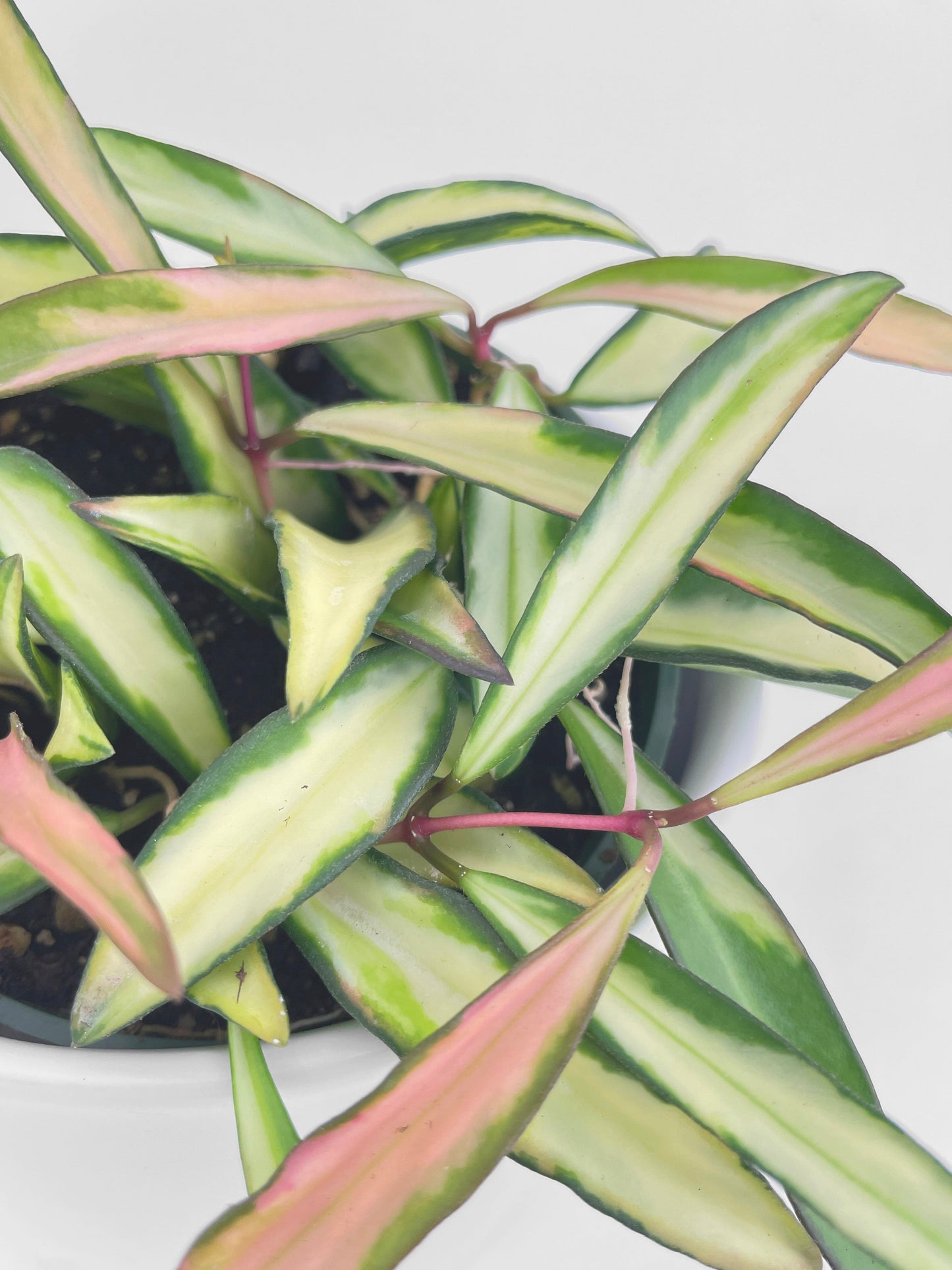 Variegated Hoya Wayetii by Bumble Plants