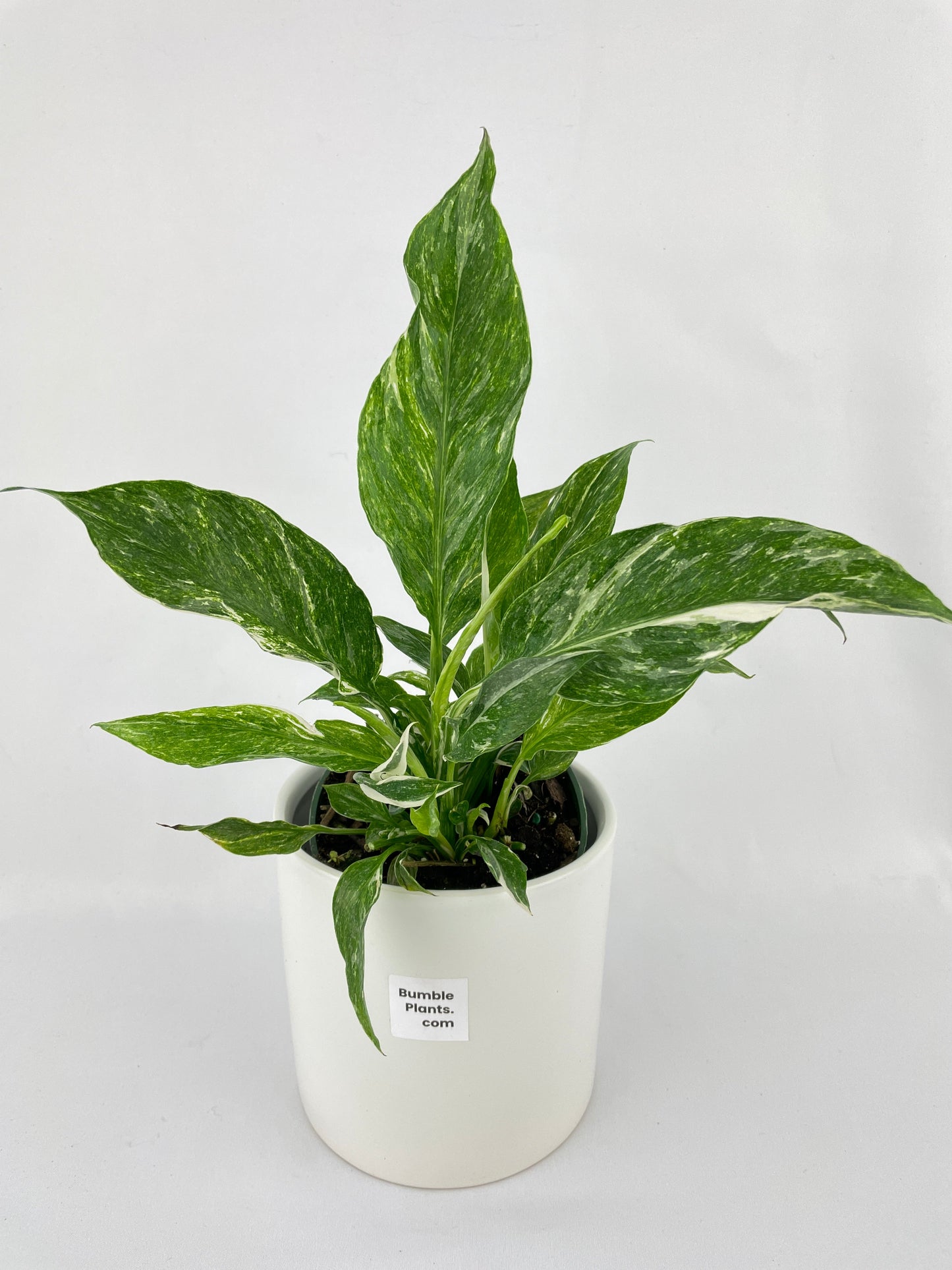 Variegated Peace Lily (Spathiphyllum wallisii 'Domino') by Bumble Plants