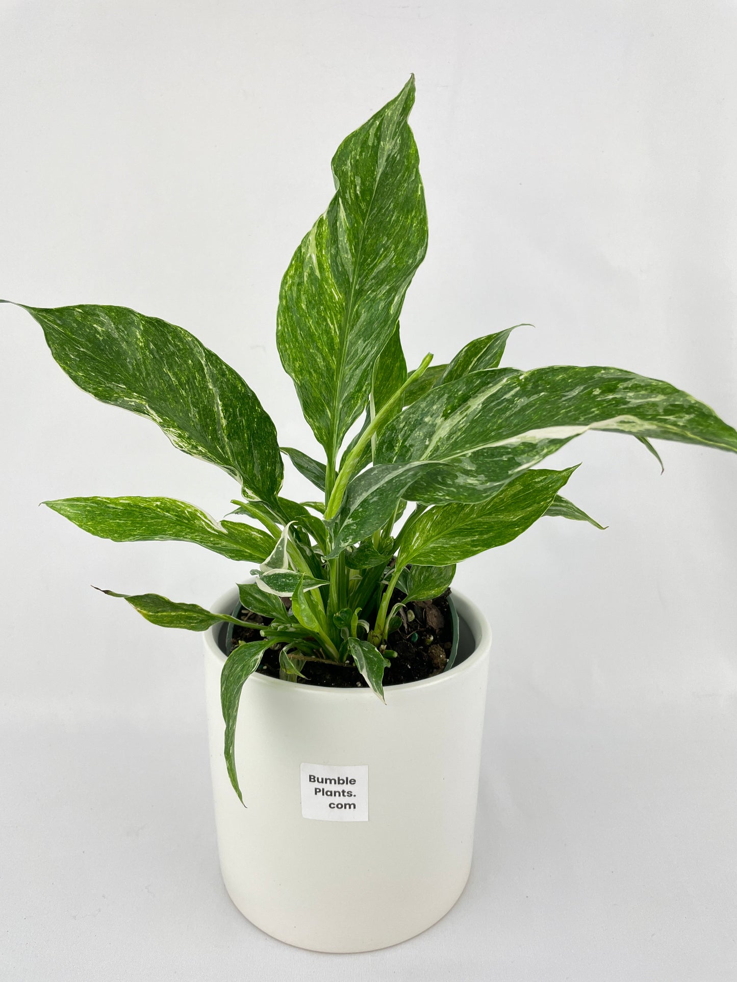 Variegated Peace Lily (Spathiphyllum wallisii 'Domino') by Bumble Plants