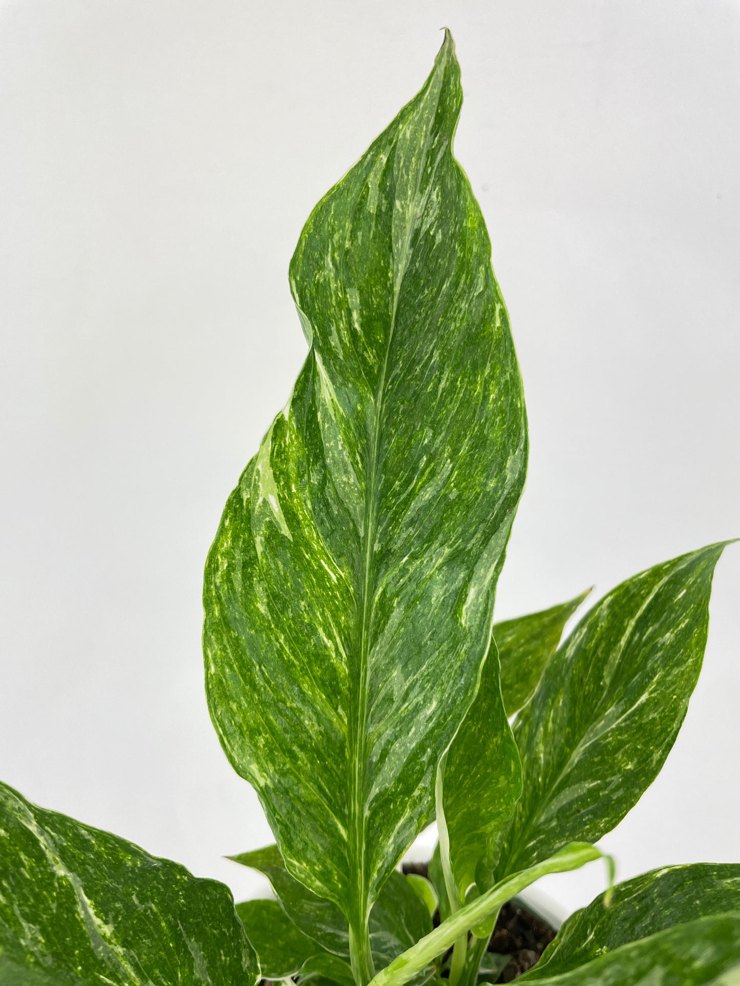 Variegated Peace Lily (Spathiphyllum wallisii 'Domino') by Bumble Plants