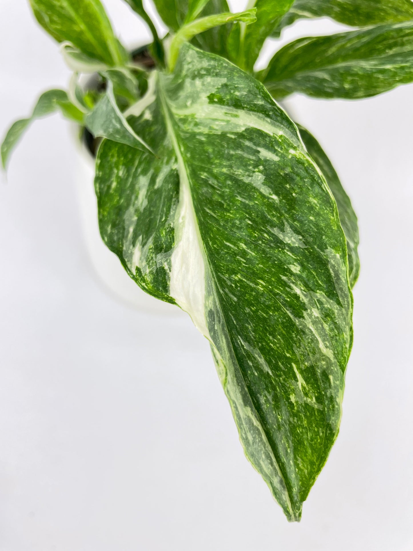 Variegated Peace Lily (Spathiphyllum wallisii 'Domino') by Bumble Plants