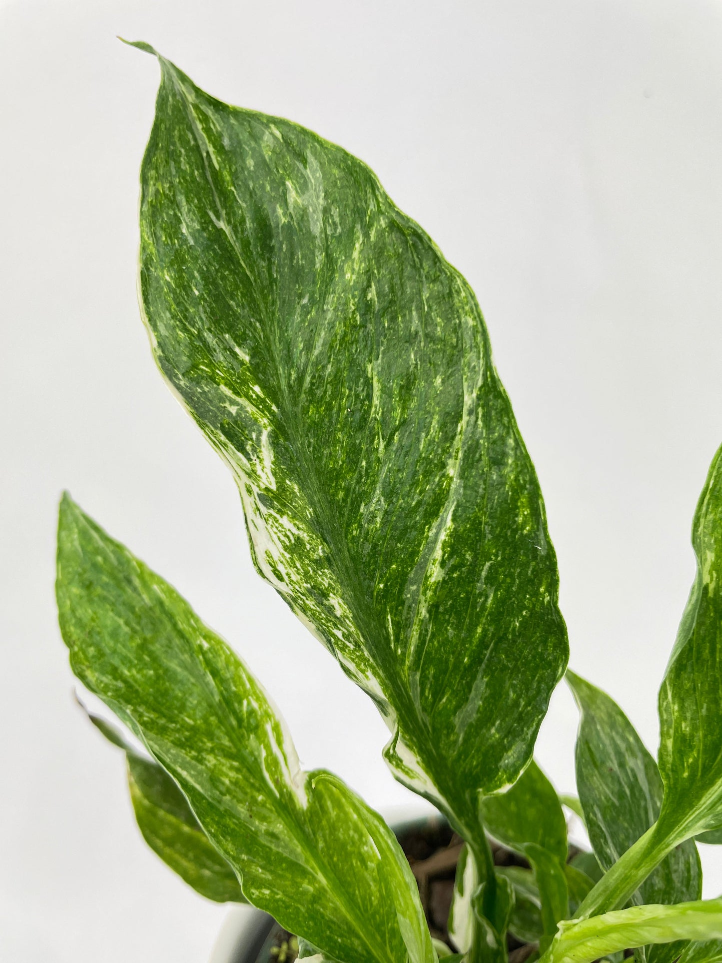 Variegated Peace Lily (Spathiphyllum wallisii 'Domino') by Bumble Plants