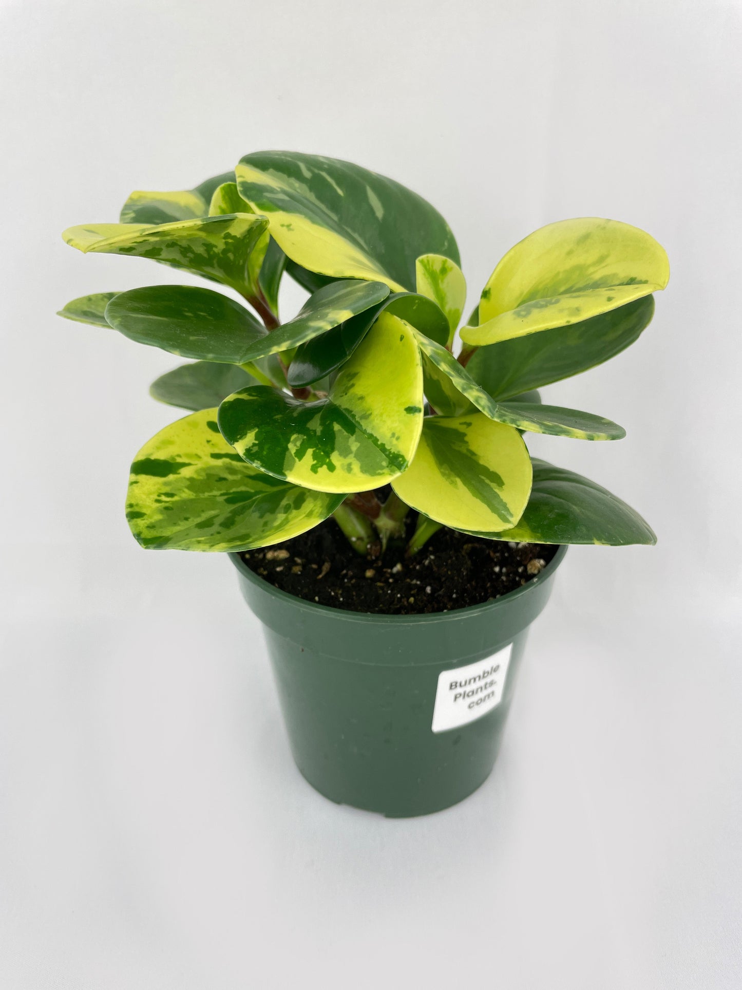 Variegated Peperomia Obtusifolia by Bumble Plants