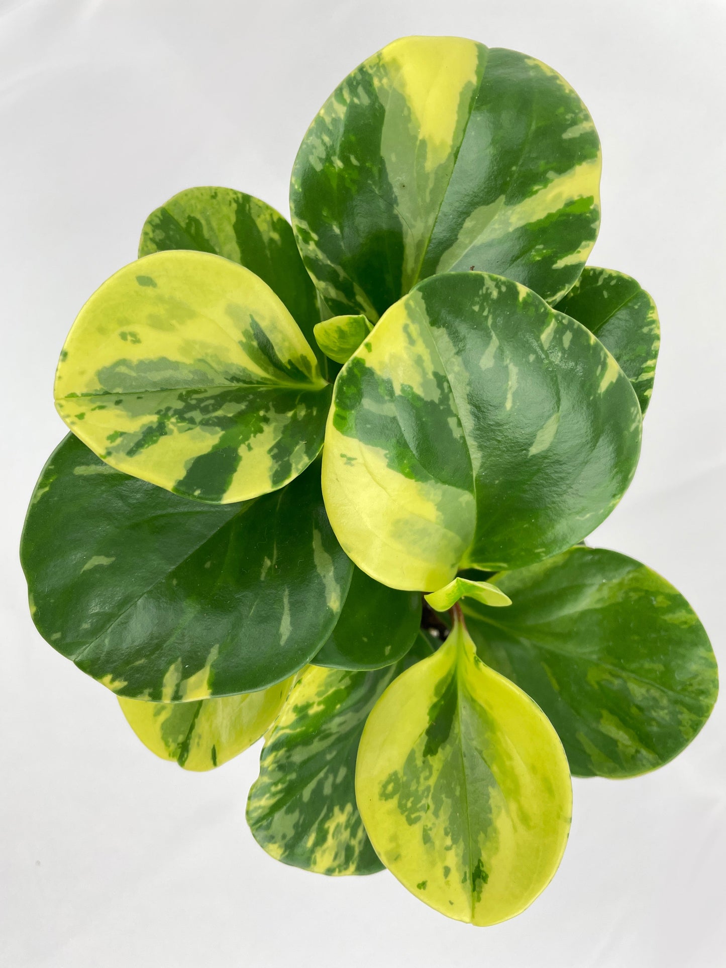 Variegated Peperomia Obtusifolia by Bumble Plants