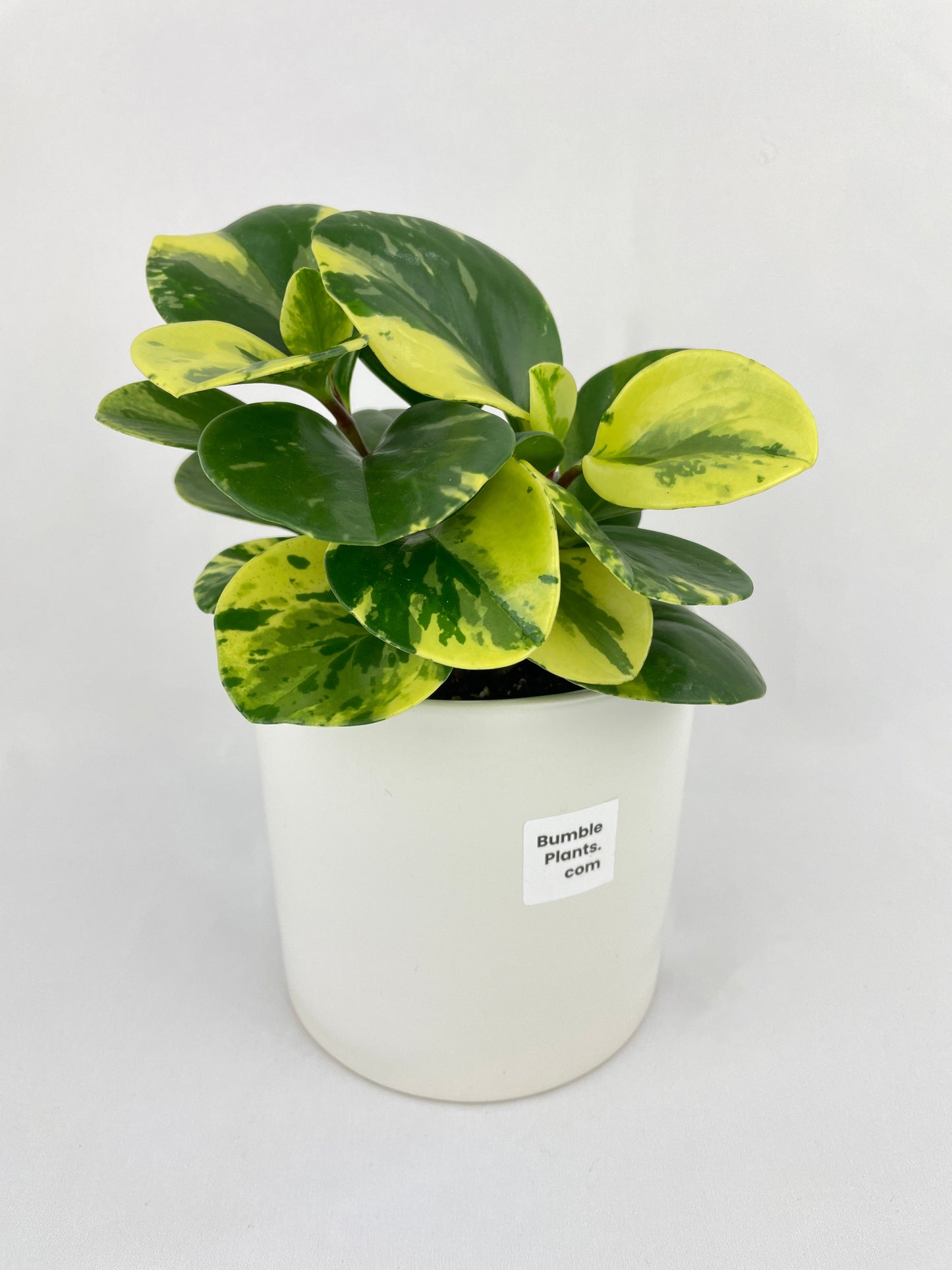 Variegated Peperomia Obtusifolia by Bumble Plants