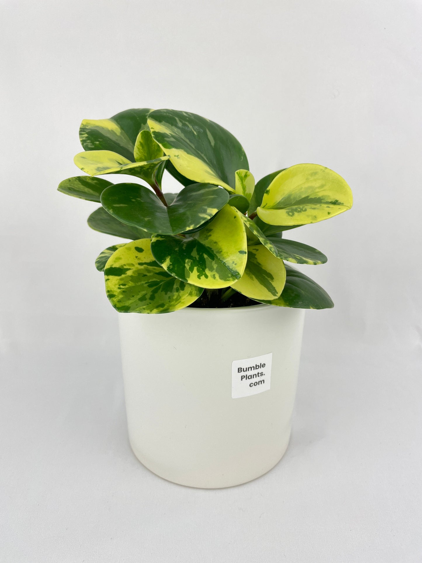 Variegated Peperomia Obtusifolia by Bumble Plants