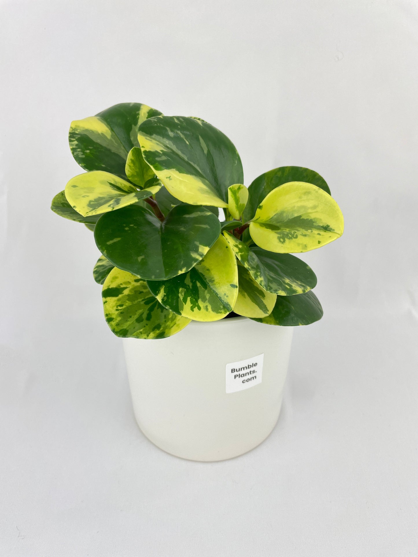 Variegated Peperomia Obtusifolia by Bumble Plants