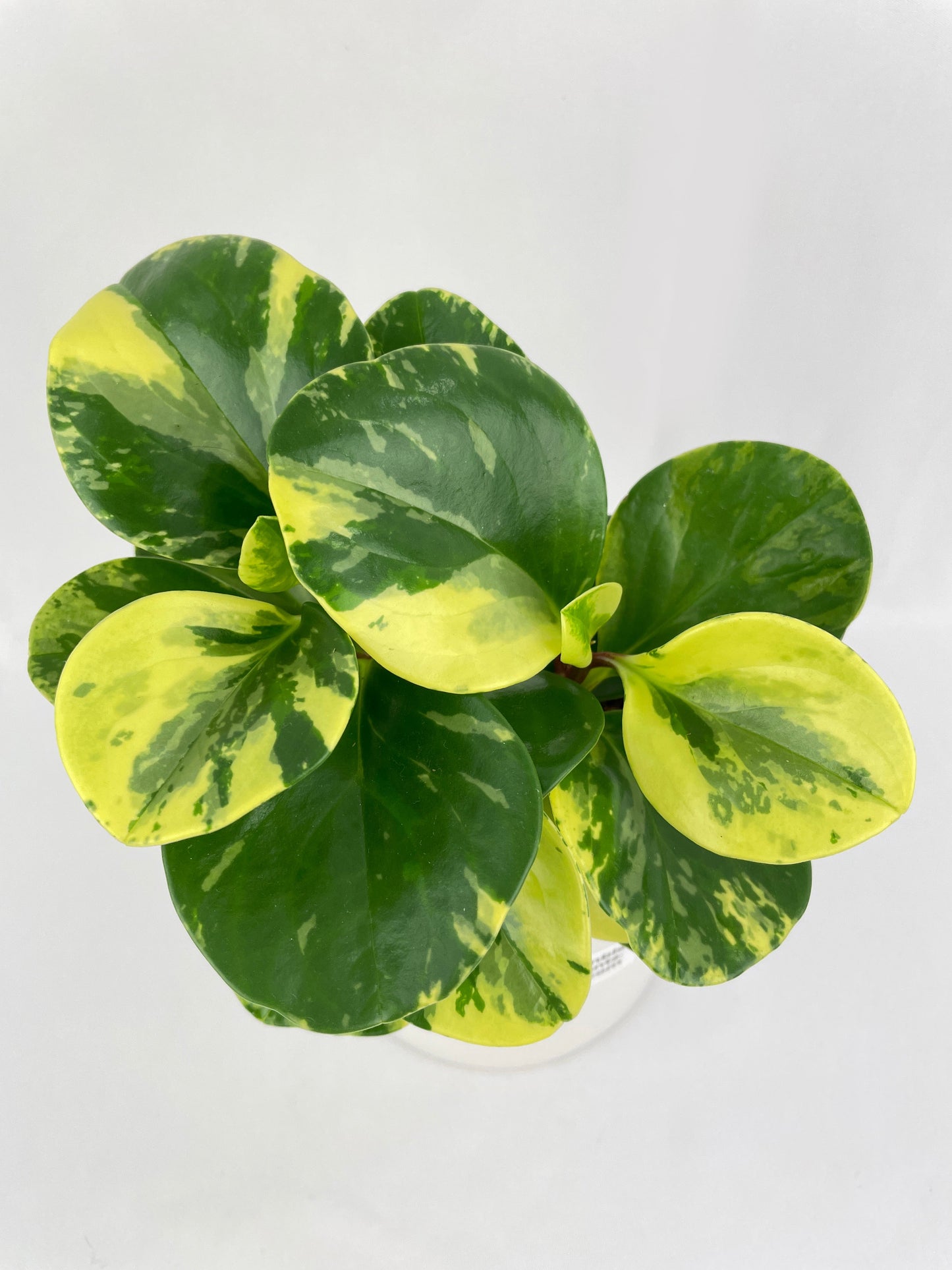 Variegated Peperomia Obtusifolia by Bumble Plants