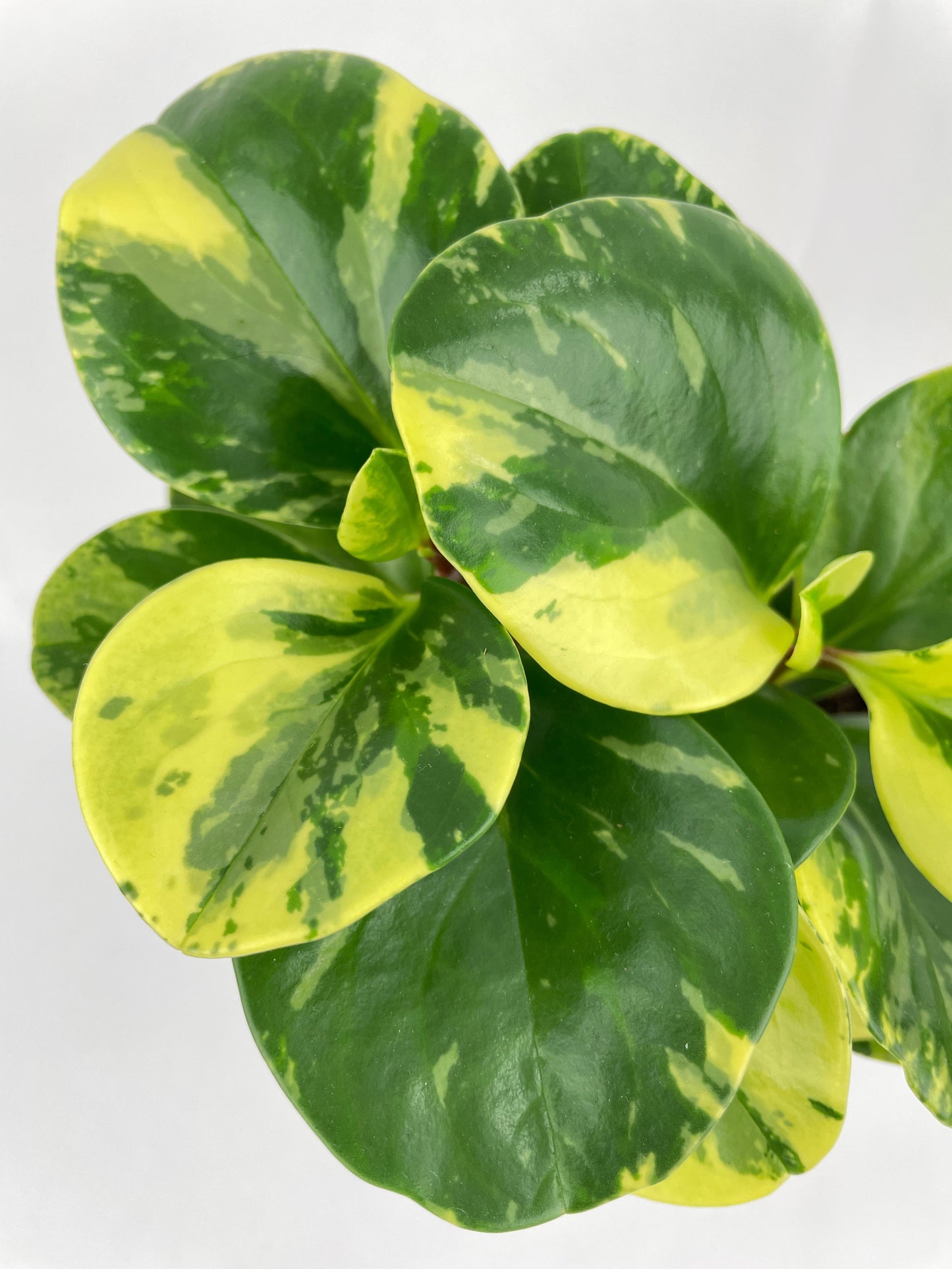 Variegated Peperomia Obtusifolia by Bumble Plants