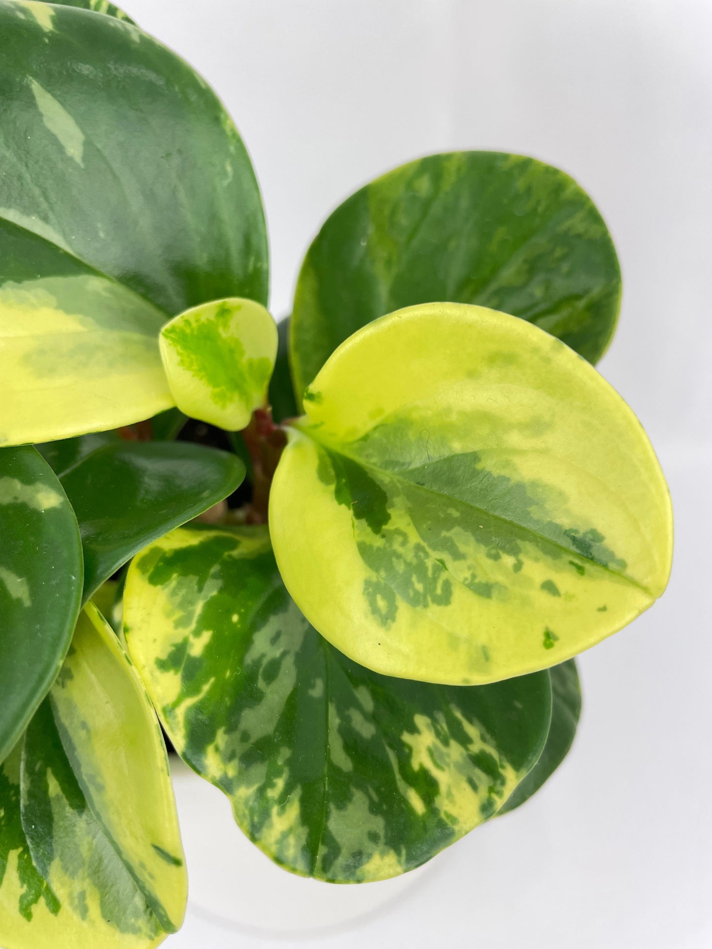 Variegated Peperomia Obtusifolia by Bumble Plants