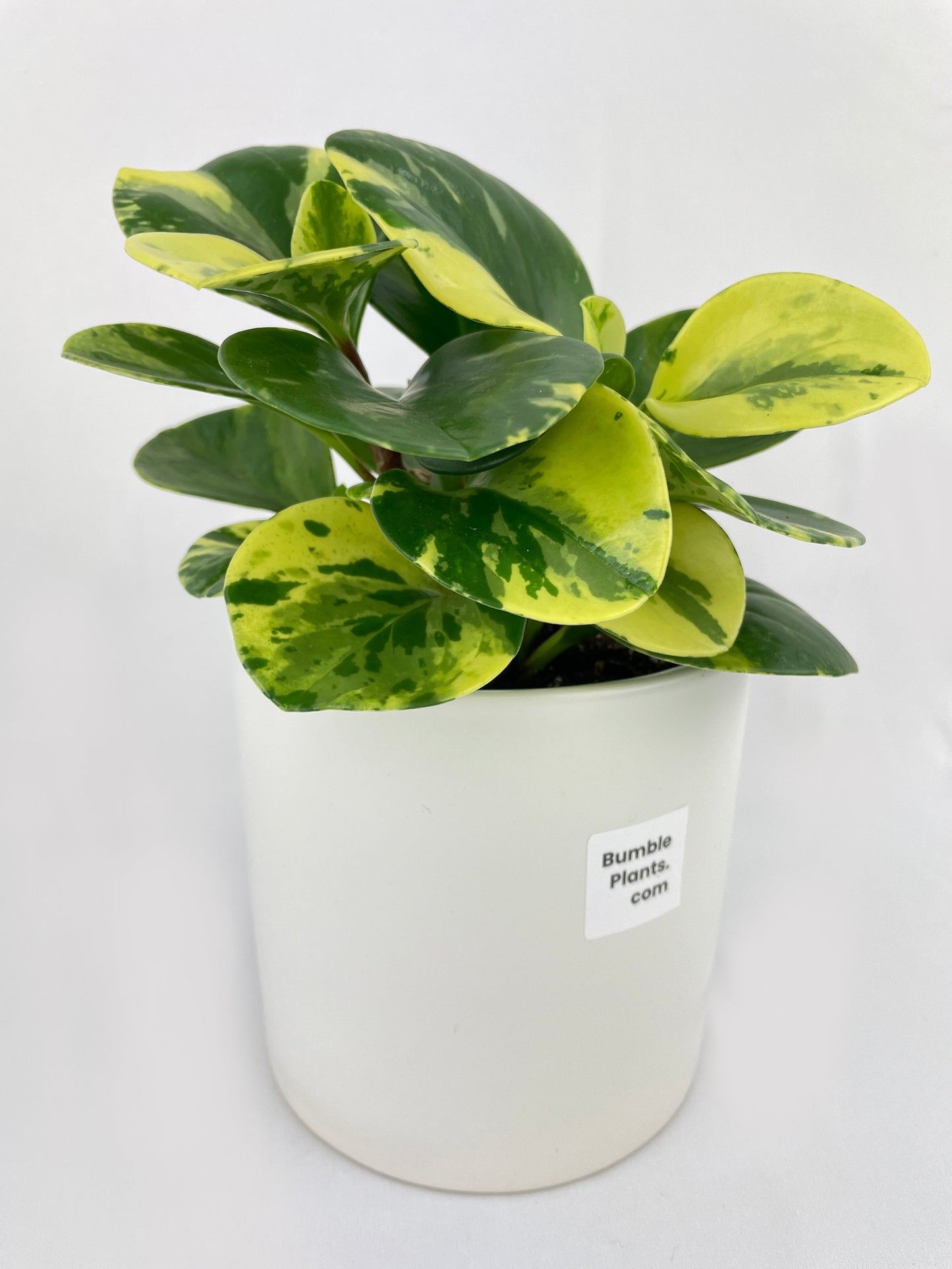 Variegated Peperomia Obtusifolia by Bumble Plants