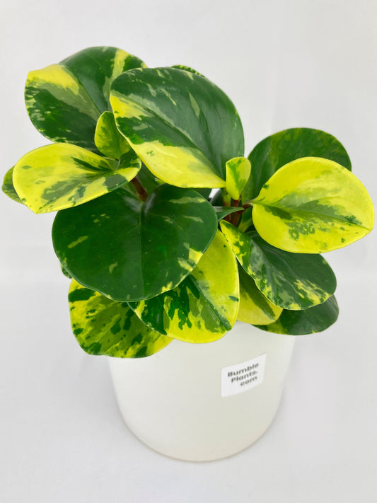 Variegated Peperomia Obtusifolia by Bumble Plants