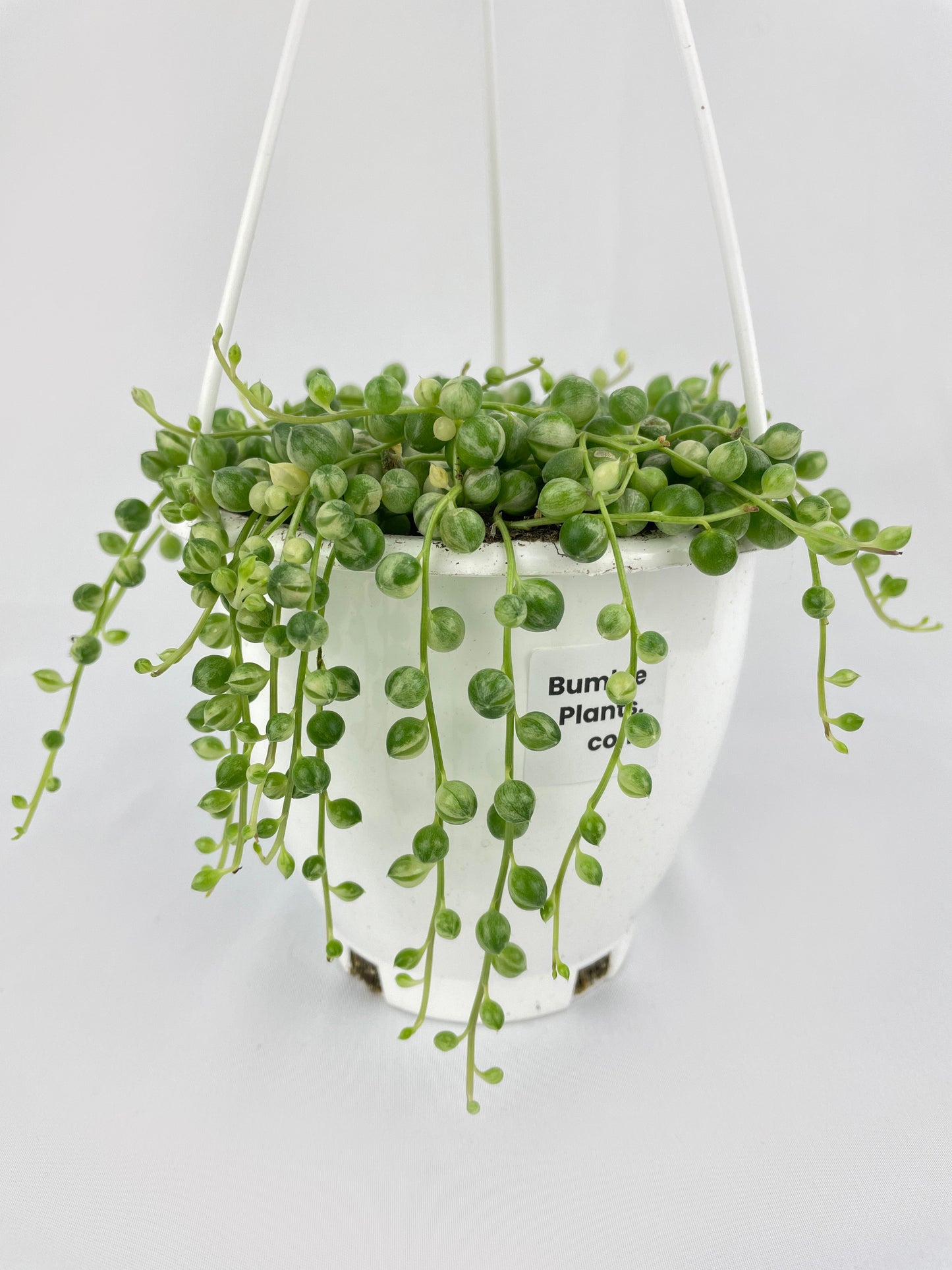 Variegated String of Pearls by Bumble Plants