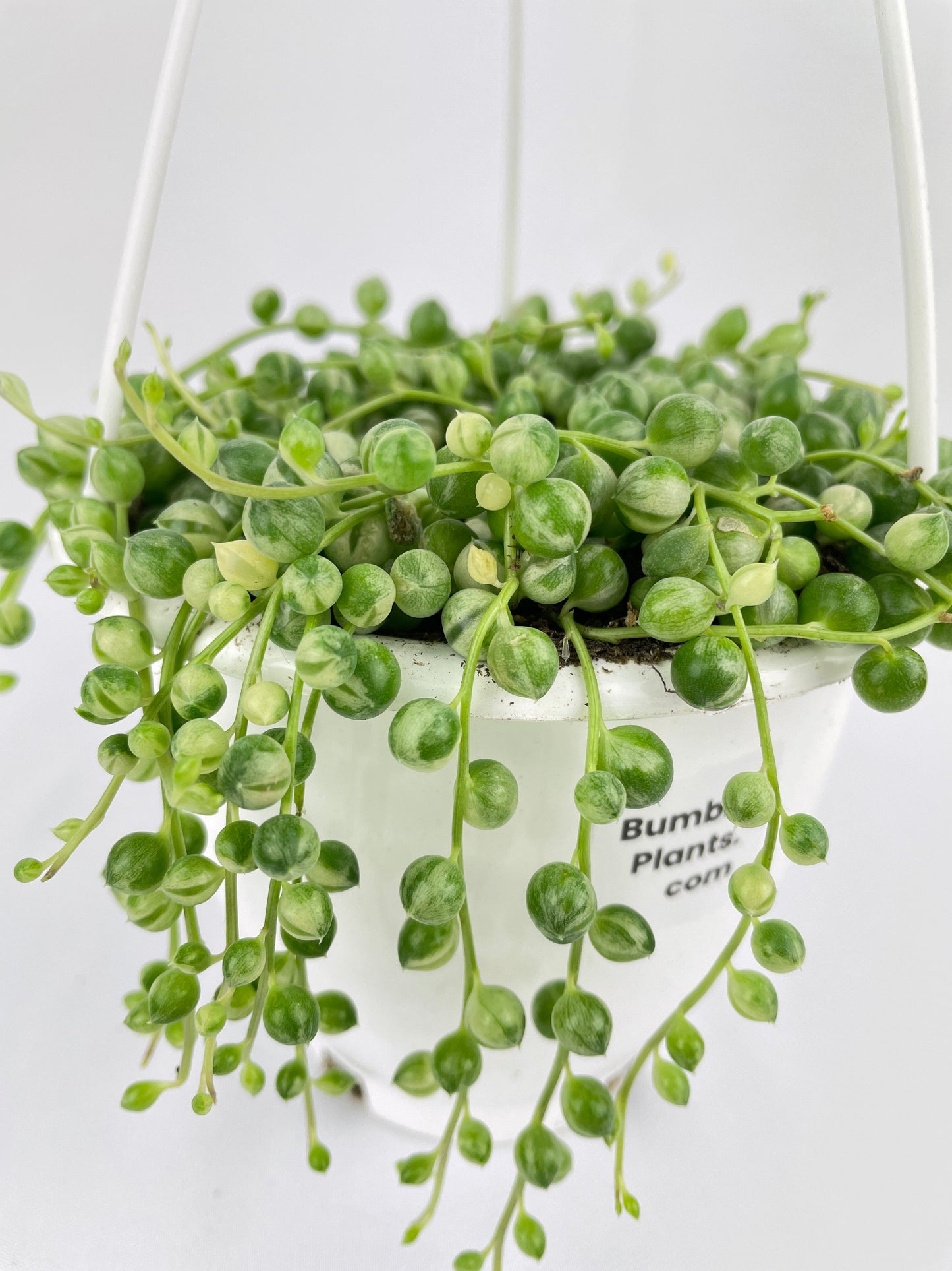 Variegated String of Pearls by Bumble Plants