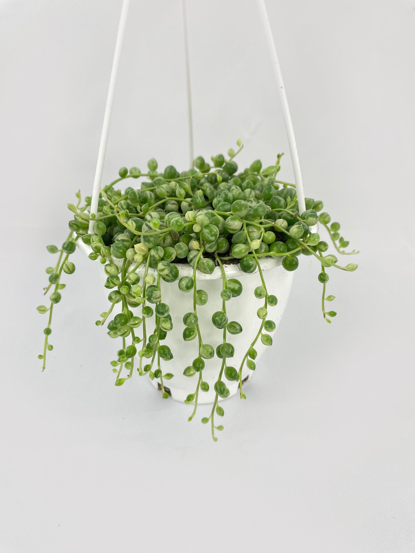 Variegated String of Pearls by Bumble Plants