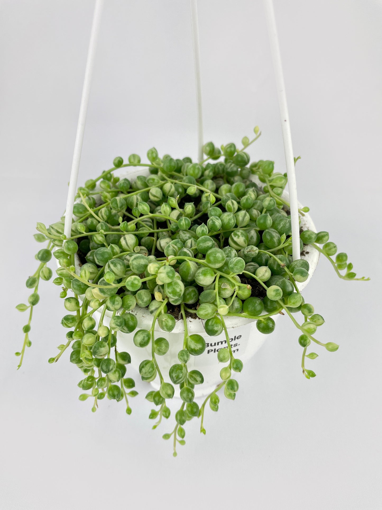 Variegated String of Pearls by Bumble Plants