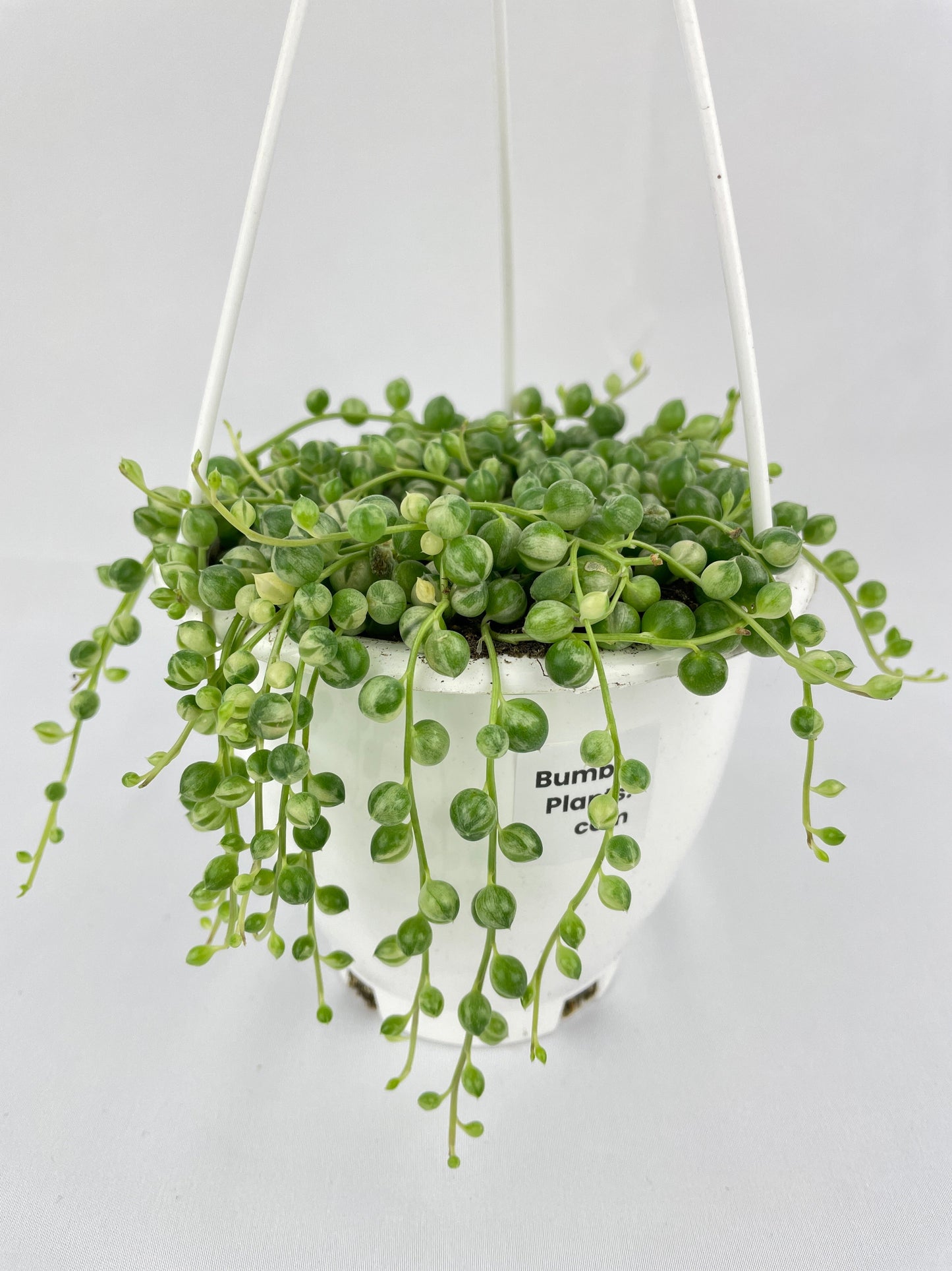 Variegated String of Pearls by Bumble Plants