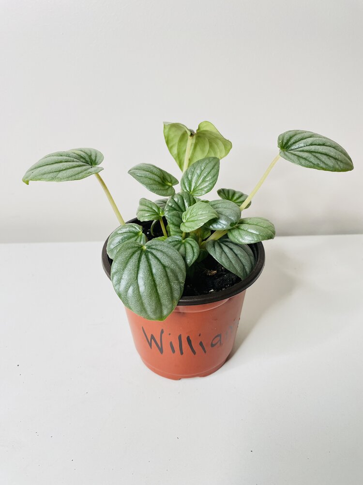 Watermelon Peperomia Frost Caperata by Bumble Plants