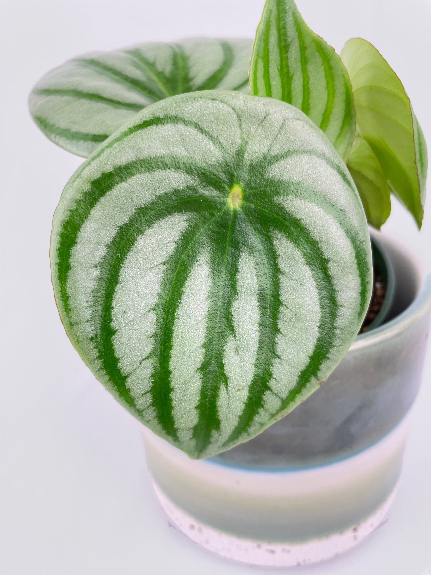 Watermelon Peperomia Argyreia by Bumble Plants