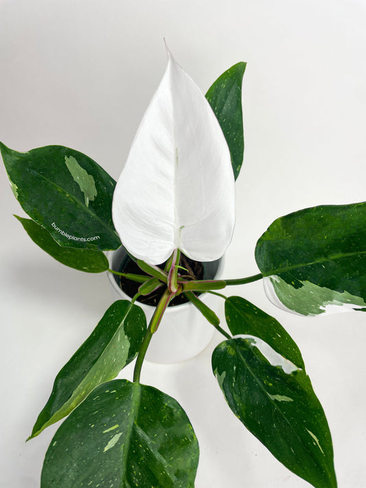 Philodendron White Princess by Bumble Plants