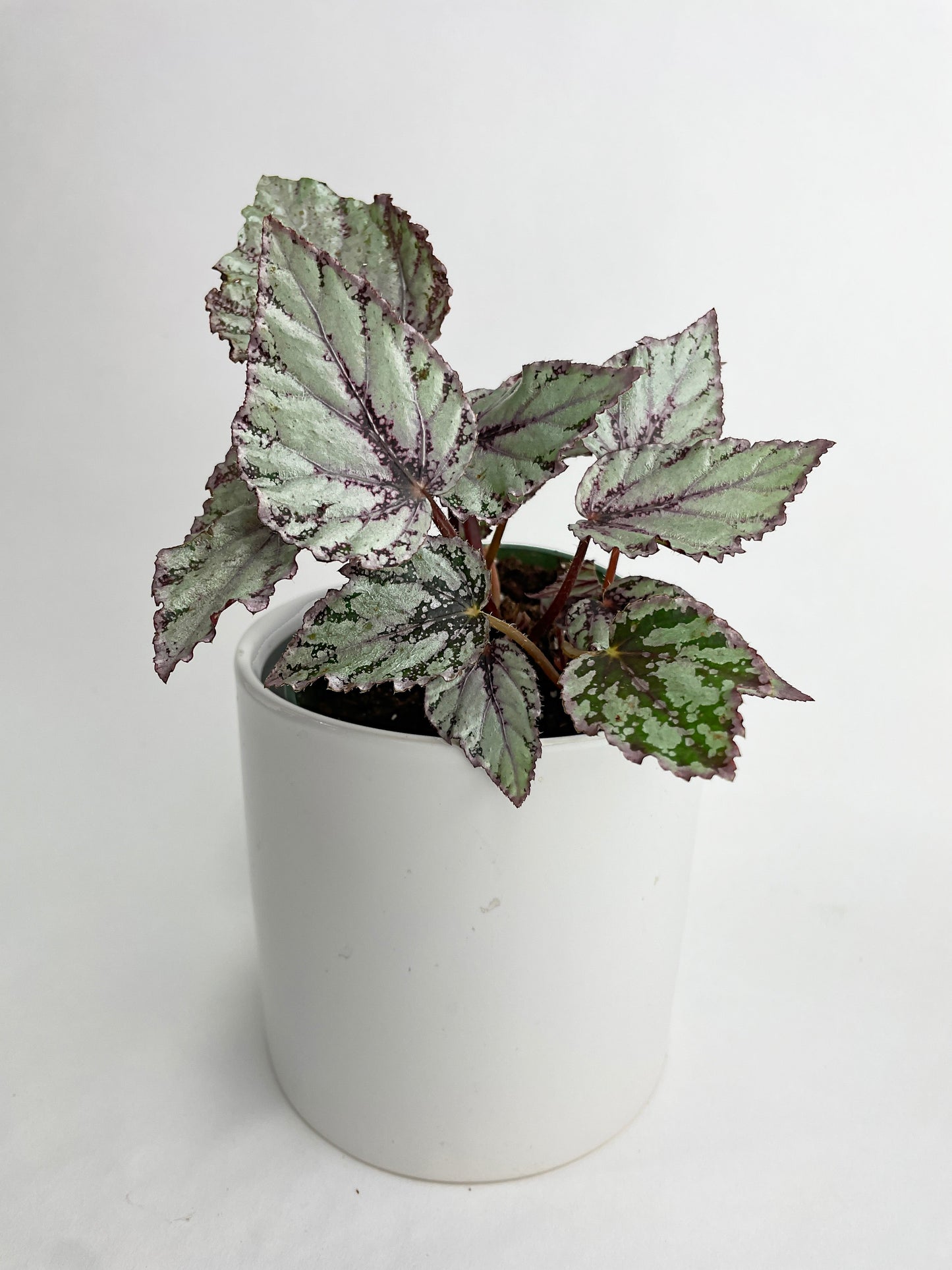 Begonia 'Ice Pop' Ideal Blue Silver by Bumble Plants