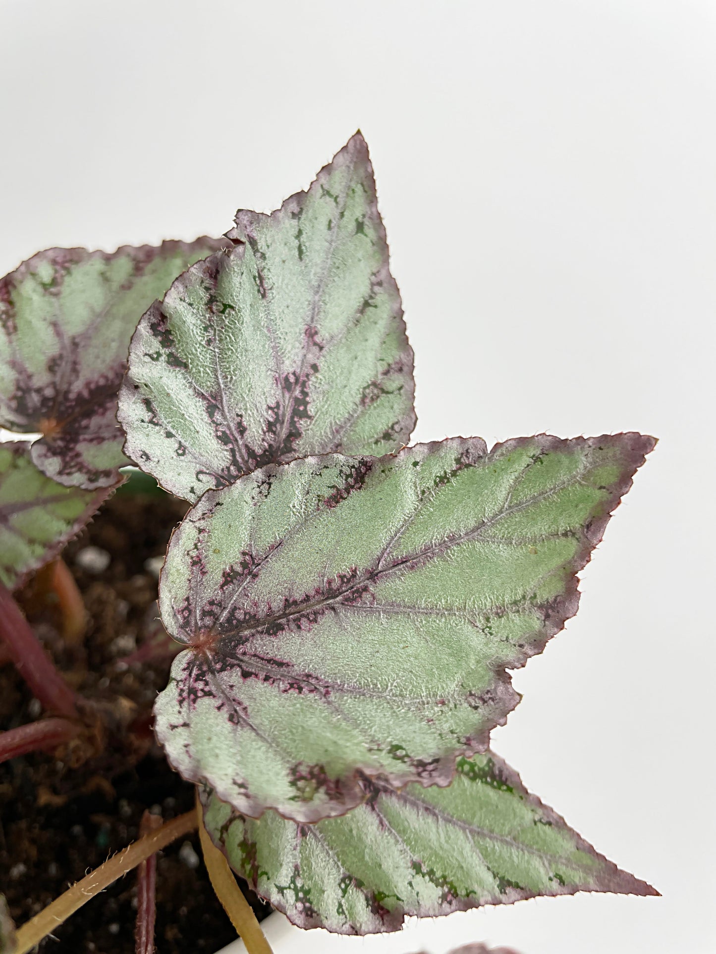 Begonia 'Ice Pop' Ideal Blue Silver by Bumble Plants