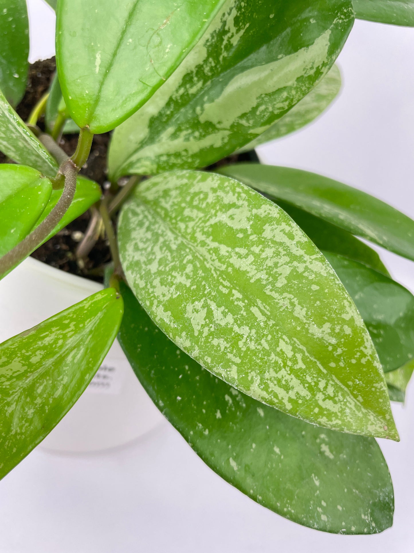 Hoya Pubicalyx Splash by Bumble Plants