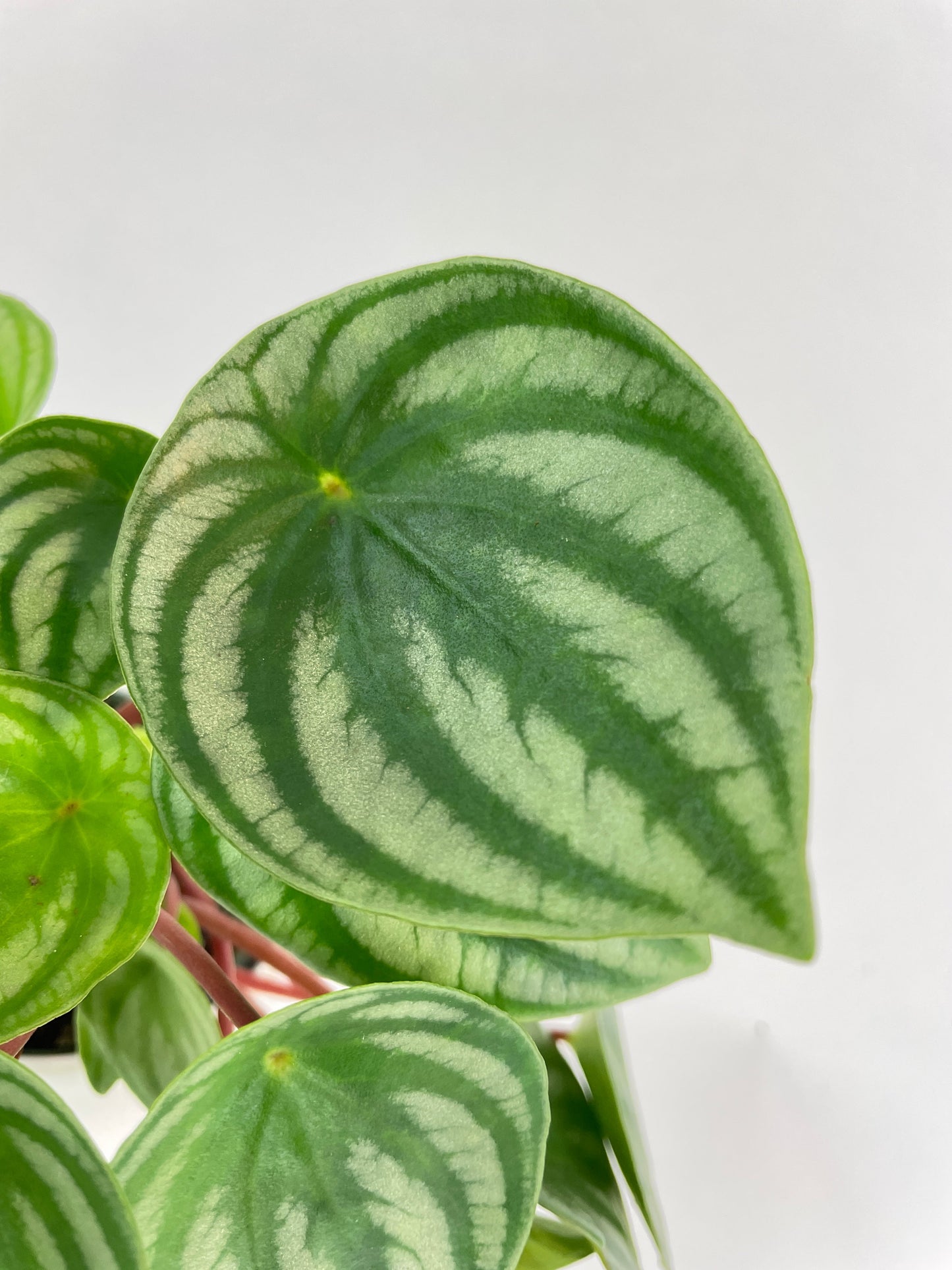 Watermelon Peperomia Argyreia by Bumble Plants