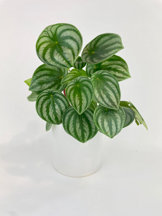 Watermelon Peperomia Argyreia by Bumble Plants